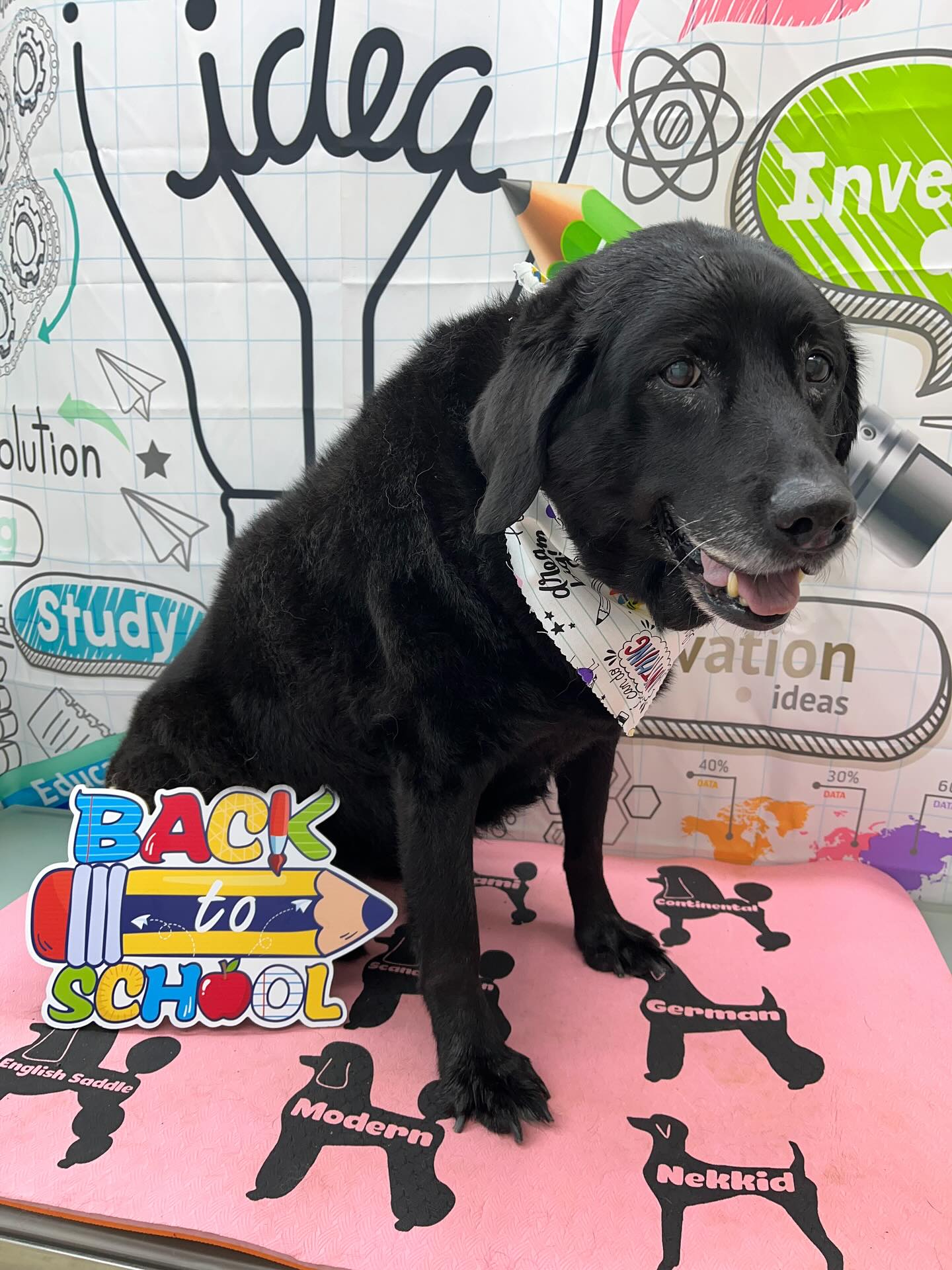 #dawnofdeshed #mobilegrooming #njgroomer #trending #bathtime #fyp #dogs #dawnofdeshed #mobilegrooming #monmouthcountynj #dogsofmonmouthcountynj