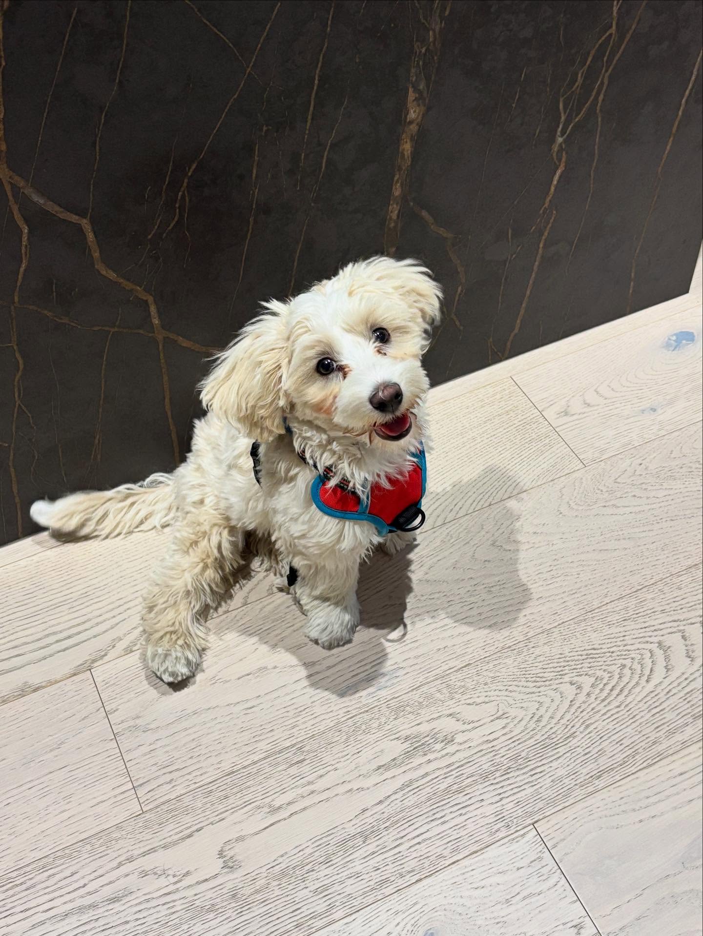 I had so much fun working with Mochii and his family. He’s such a sweet, well behaved little pup and will amazing when he’s older.
#puppytraining #puppy #puppylove #puppies #dogtrainer #dogtraining #richmondhill #thornhill #aurora #newmarket #vaughan #maple