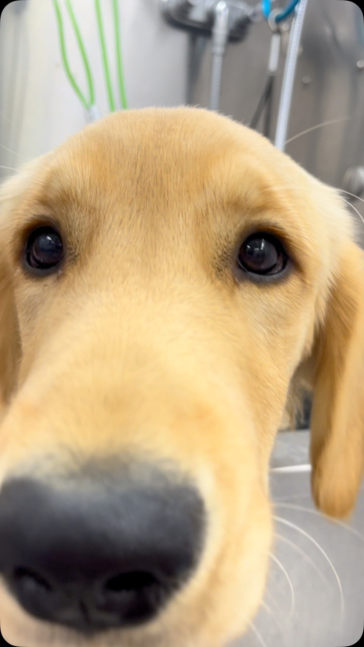 Crouton!! 😍😍#handleit #trachsaver #handleitcompany #allforgroomers #mobilegrooming #dawnofdeshed #mobilegroomer #christiantiktok #goldenretriever