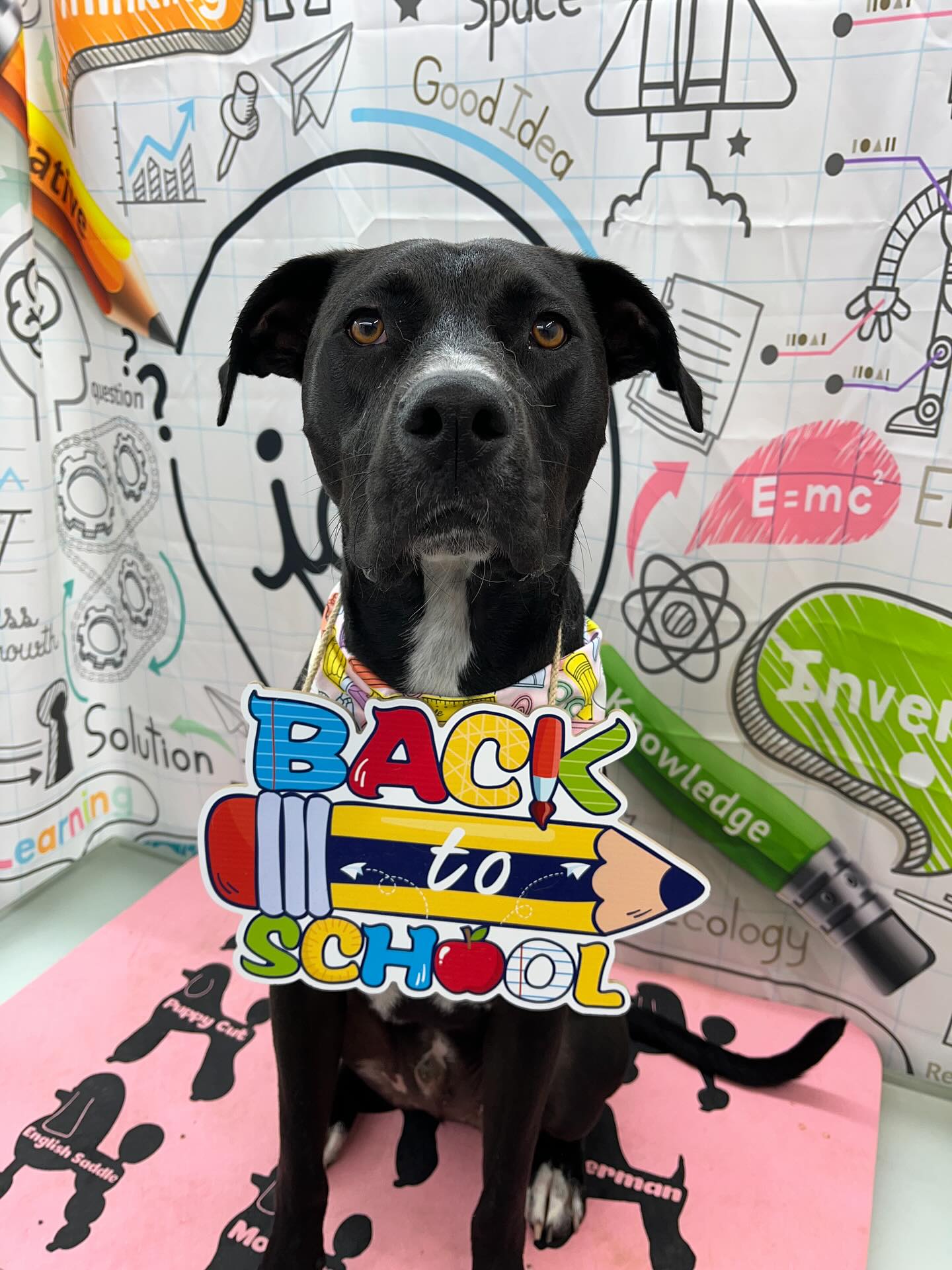 #dawnofdeshed #mobilegrooming #njgroomer #trending #bathtime #fyp #dogs #dawnofdeshed #mobilegrooming #monmouthcountynj #dogsofmonmouthcountynj #barktoschool✏️