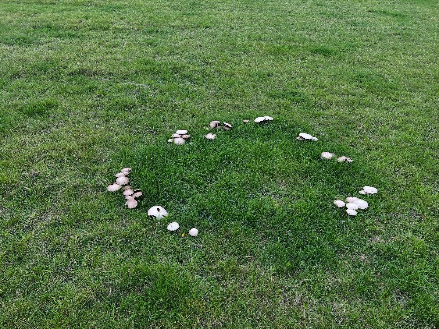 🍄🟫 Fairy rings 🍄🟫
The fields are full of them this year!
#fairyring #mushrooms #fieldmushrooms #DancingFairy #grassland #GoodLuck #folklore #fairy