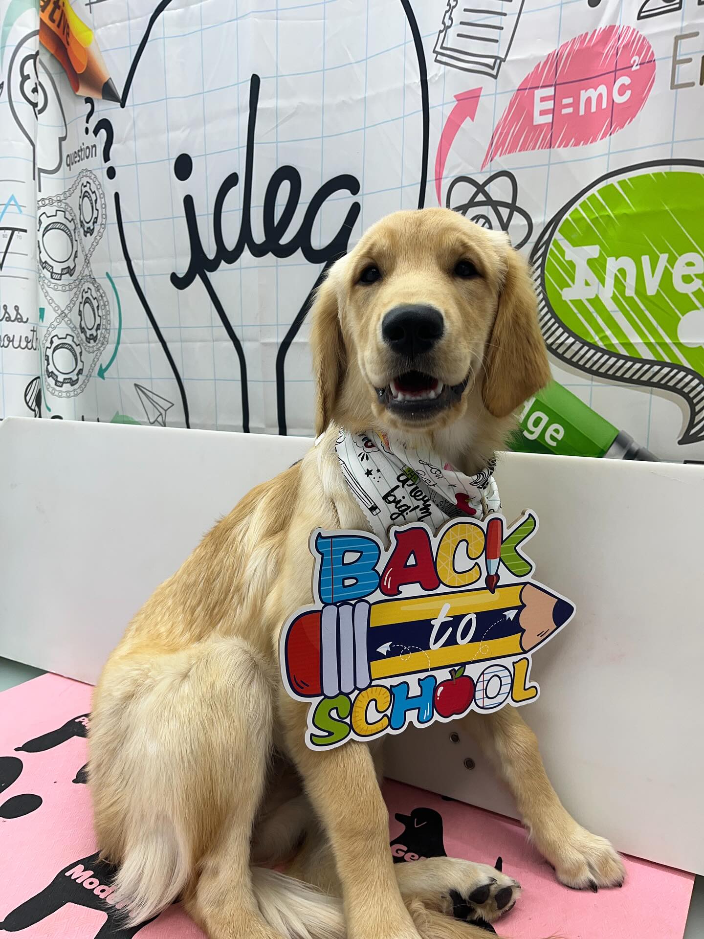 #dawnofdeshed #mobilegrooming #njgroomer #trending #bathtime #fyp #dogs #dawnofdeshed #mobilegrooming #monmouthcountynj #dogsofmonmouthcountynj #barktoschool✏️ #groomerswall #allforgroomers