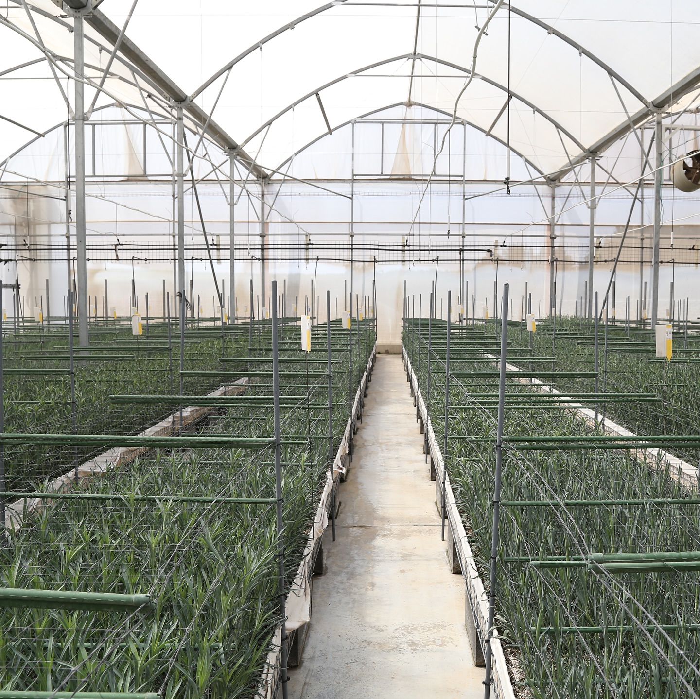 Second Selection of the new codes from 2025