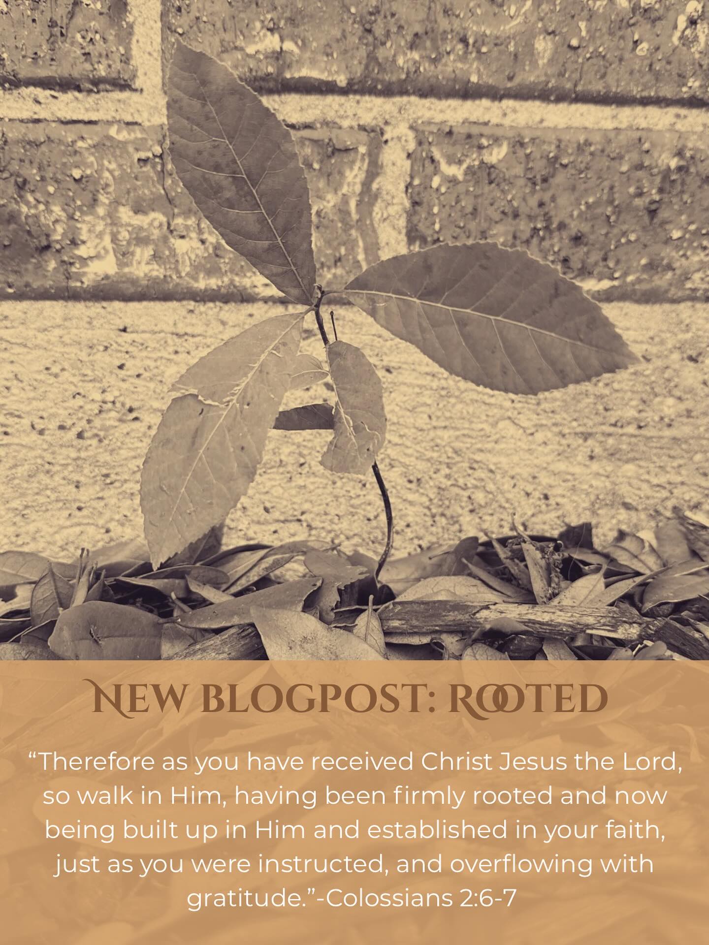 🌻 New Blogpost up:
“Therefore as you have received Christ Jesus the Lord, so walk in Him, having been firmly rooted and now being built up in Him and established in your faith, just as you were instructed, and overflowing with gratitude.”-Colossians 2:6-7
https://www.inspiredsunflower.blog/post/rooted
#blog #christianblog #rooted #faith #jesus #revival #christianwriter #shereadstruth