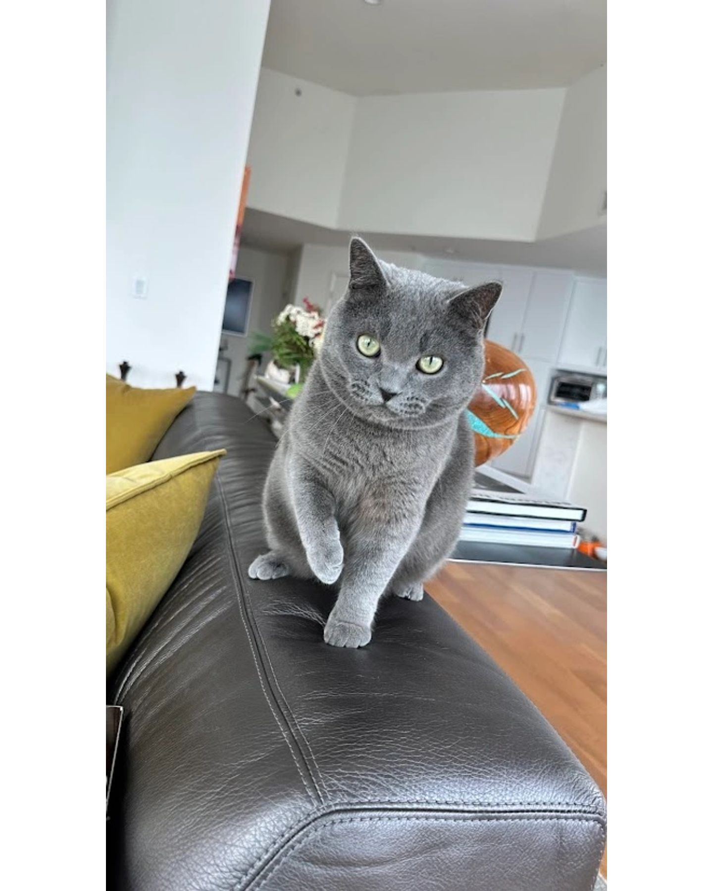 SMP PAWS, LLC is a proud member of Pet Sitters International (PSI), providing trusted, personalized care for your pets. What are you waiting for? 🐈Book a qualified sitter today at: smpdogtrainer.com.