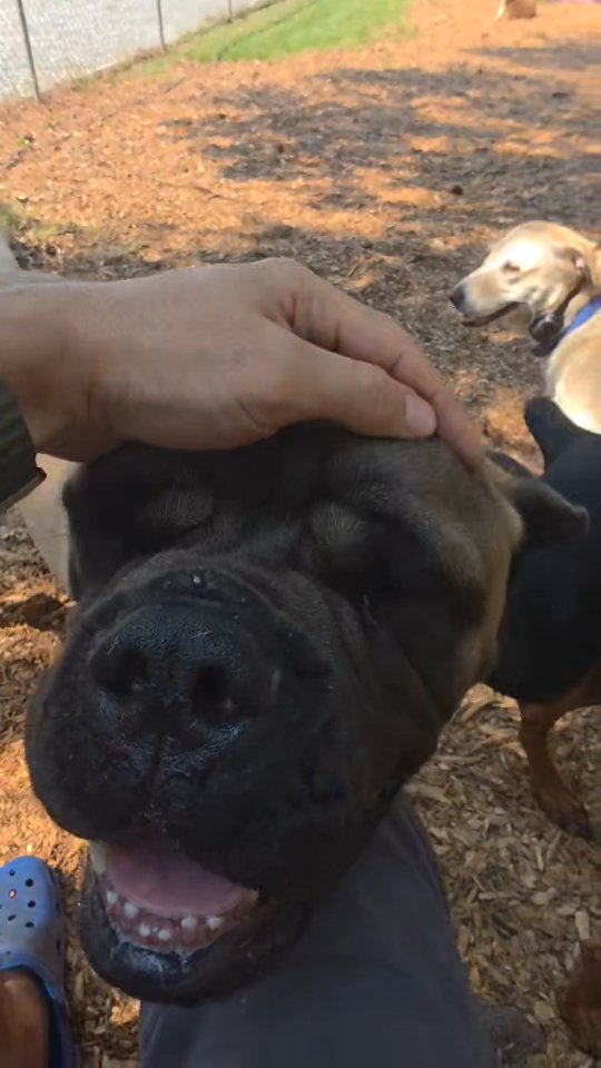 Mastiff? More like Fastiff!! Look at Andy run!
#dog #dogs #dostagram #dogsofinstagram #pup #puppy #pupper #doggo #puppylove #doglove #doglover #doggie #doglife #puppylife #dogsofinsta #puppiesofinstagram #dogsofsavannah #dogoftheday #pets #doglife #dogtraining #dogboarding #dogsitting #petcare #savannah #mastiff #mastiffsofinstagram