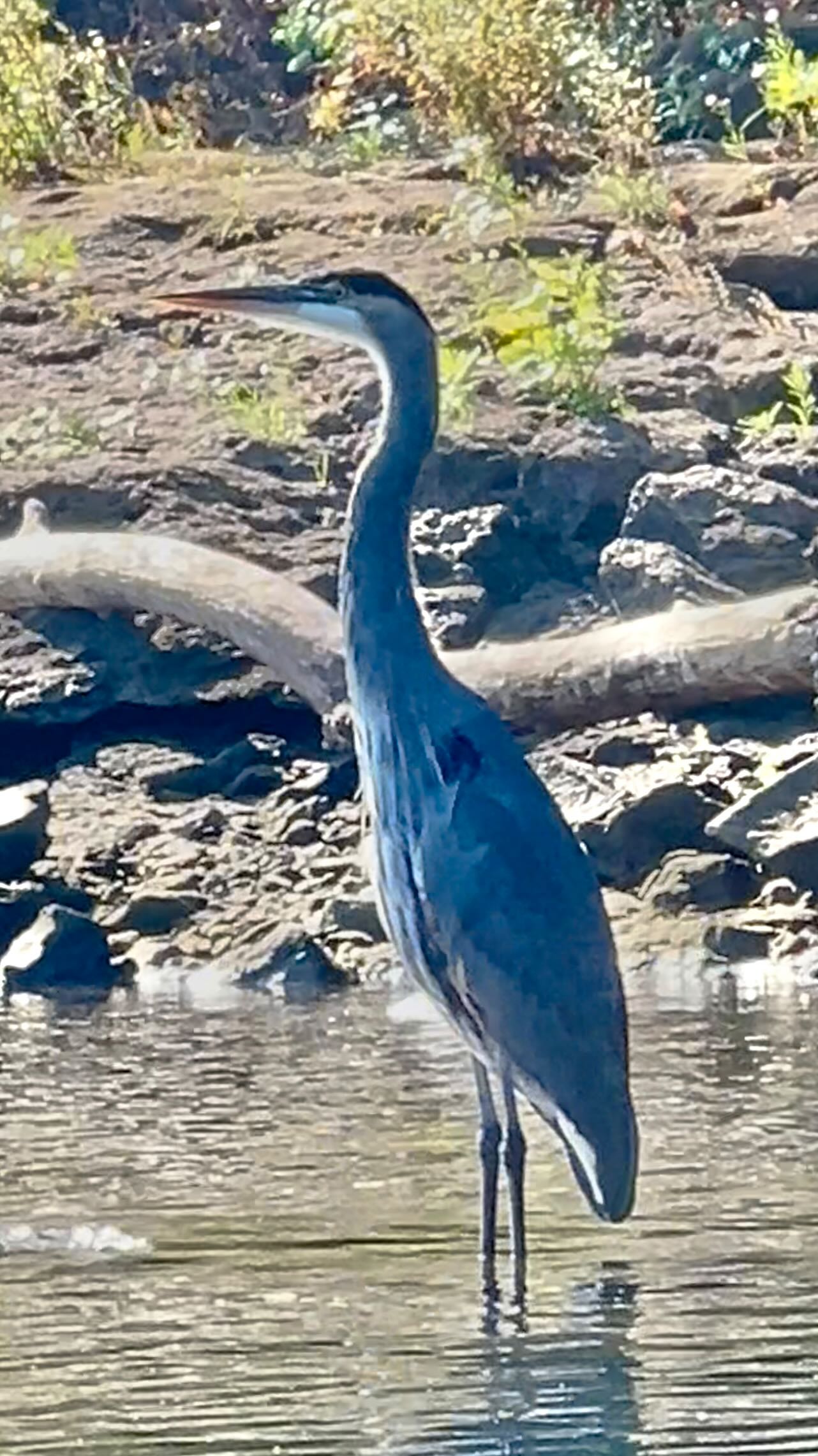Surprise Sighting
I was so happy to see this Blue Heron up close while kayaking recently. Prehistoric beauty!
#animalitarian