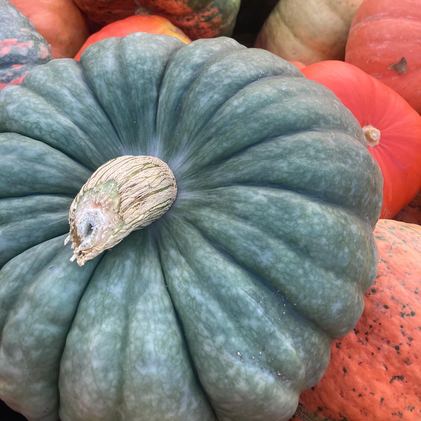 There’s something about the pumpkins arriving that makes it feel like fall.
#roundtreefarmgreenhouse #pumpkins #fall #autumngarden #southjersey