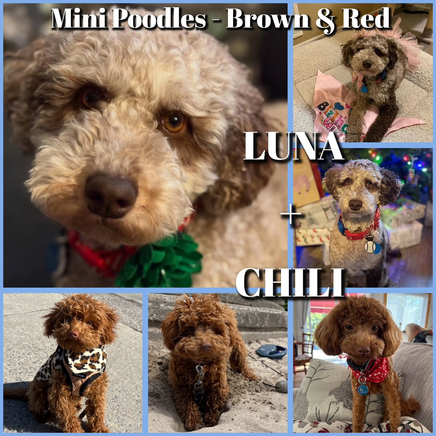 Mini - Small Moyen Poodles Litter 13 - 23lbs
In Spring 2026!
.
WAITING LIST NOW OPEN!!!! 🥳🫶
.
Both Luna-Bear and Chili have a wonderful temperament! Puppies will be highly motivated, intelligent, and trainable. Great for support work or therapy work!
✔️ Health Tested Parents
✔️ Veterinarian Health Clearances & Vaccinated
✔️ Microchipped
✔️ Dewormed
✔️ 2 Year Health Guarantee
✔️ Puppy Starter Pack
✔️ Lifetime Breeder Support
Apply to be on this litter today! Email us: Delilahspoodledoodles@gmail.com Subject: Luna-Bear poodle puppies