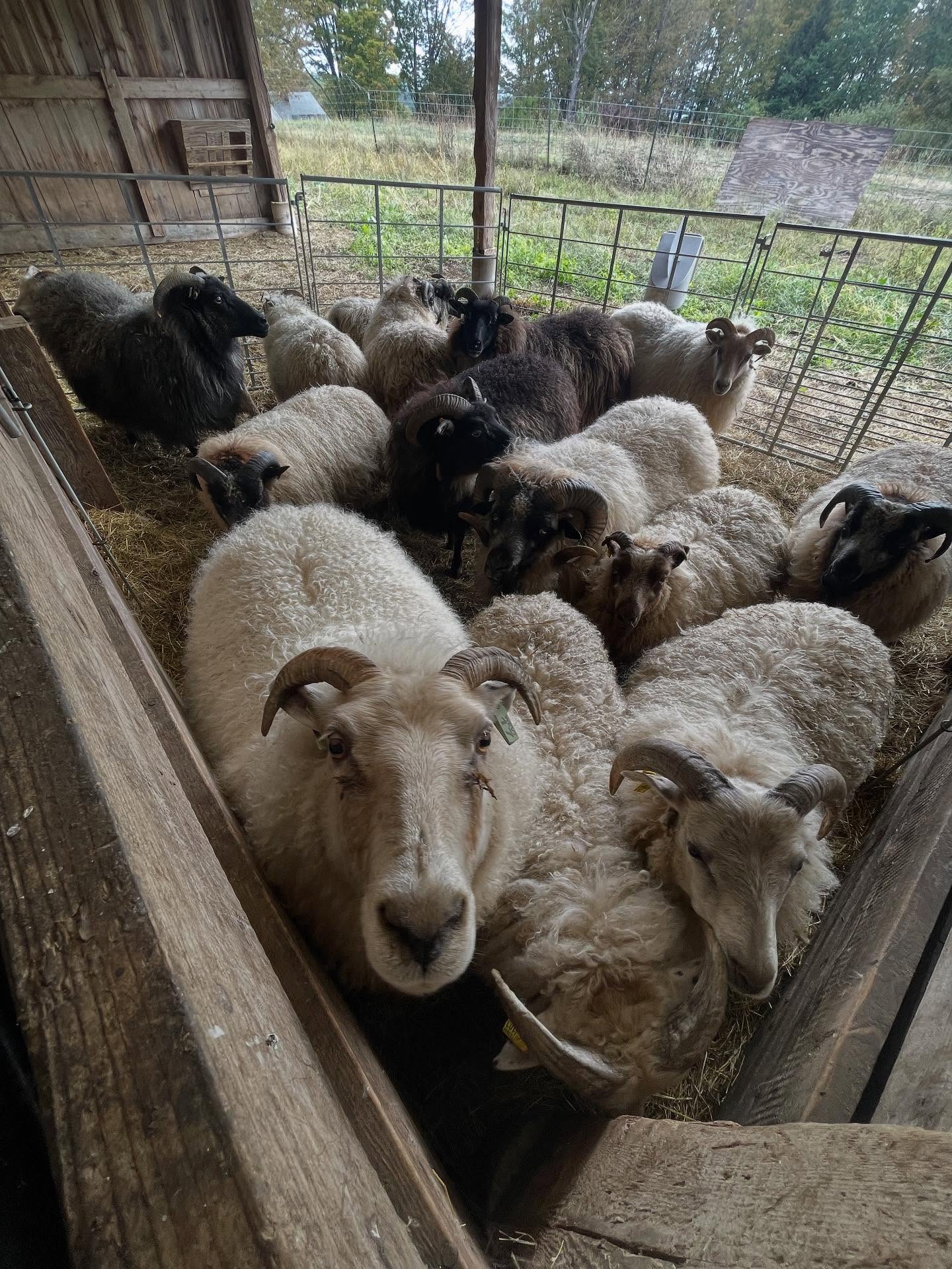 Shearing day with @candoshearing went beautifully! All the ladies and our big ram got cut and they sure look great 😍
#icelandicsheep #icelandicwool #vermontorganic #grassfed