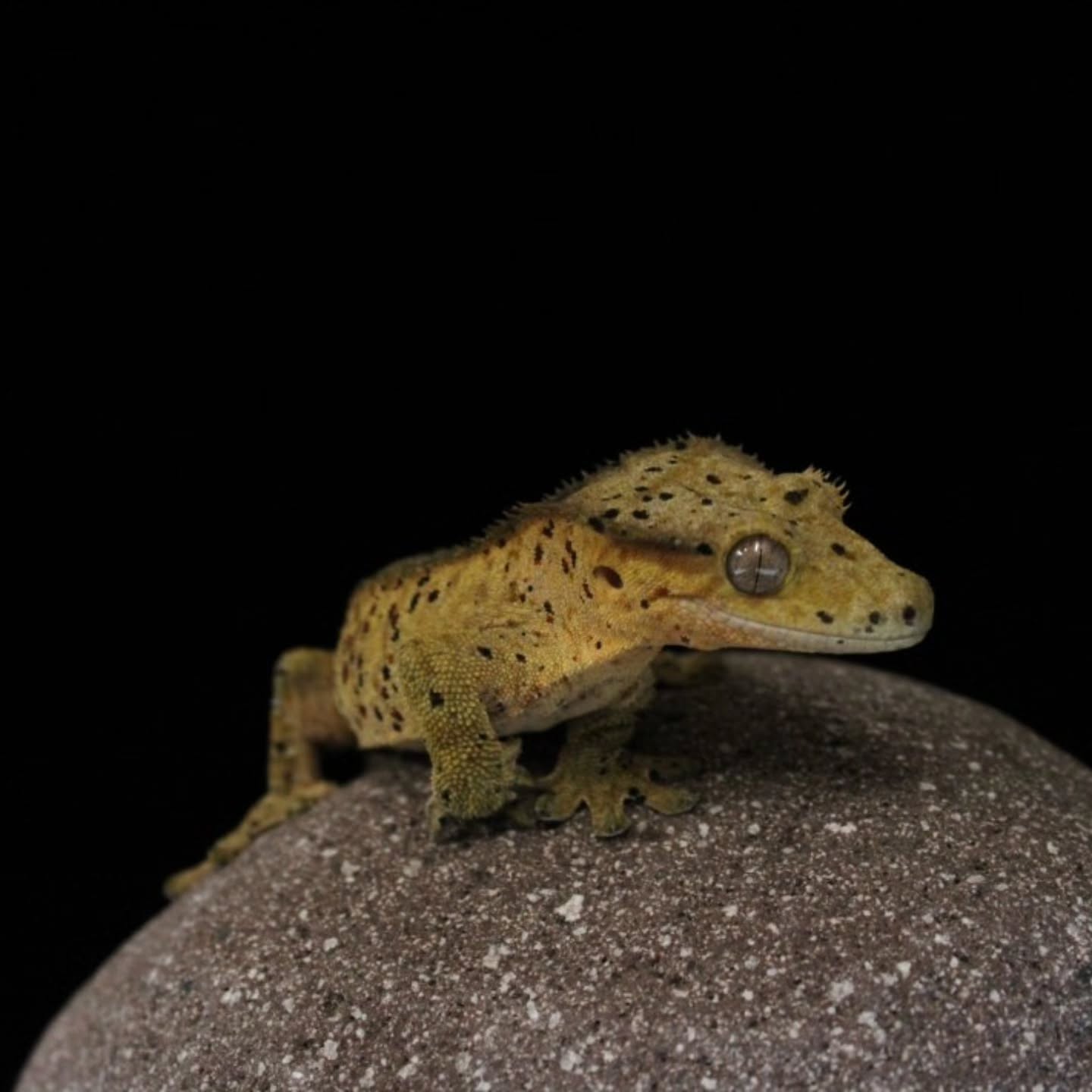 Such dark crests and pins on this guy its really a unique look to him. He's just a unique male and we are going to see if it carries. When he fires his pins get almost black which really defines out the crests giving a unique look to him.
#crestedgeckosofinstagram #crestedgeckos #reptilelover #reptiles #reptilesofinsta #geckosofig #gecko #geckos