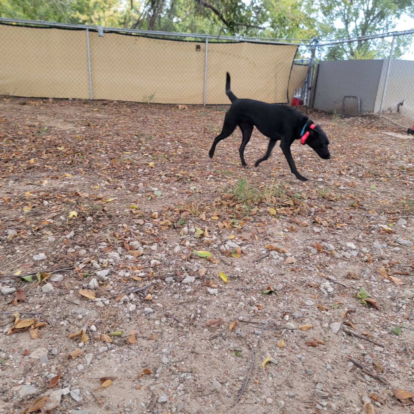 Annie graduates to supervised potty breaks on an ecollar rather than a long line