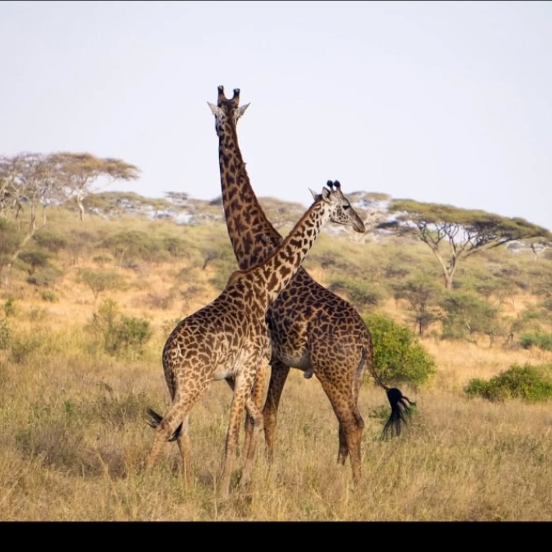 Tanzania 🇹🇿