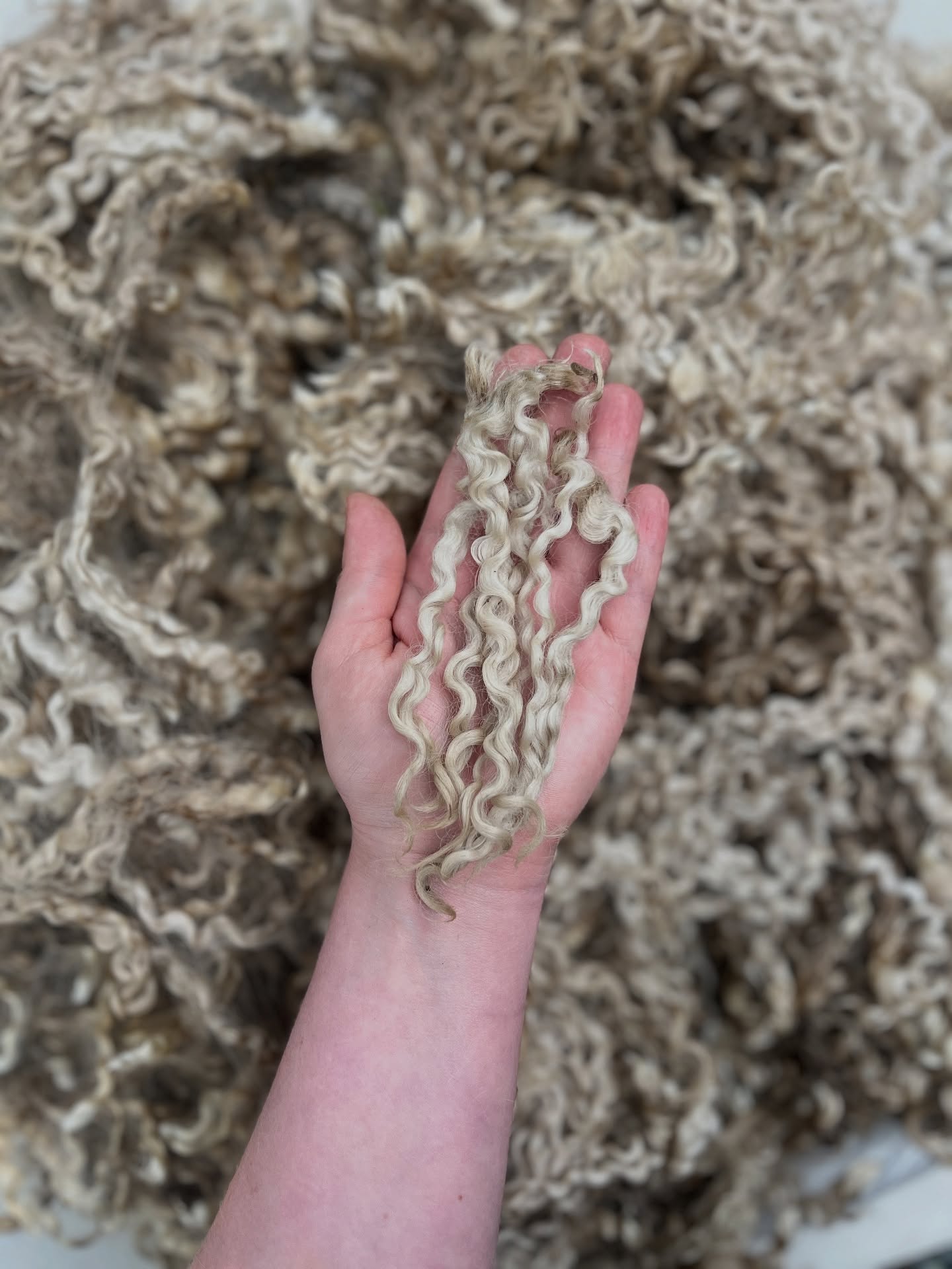 🍁 New Season, New Fleeces! 🐑🍂
We’re thrilled to share that a brand-new collection of freshly sheared raw fleeces has just been added to the Wild Rose Sheep Farm shop!
This drop includes both Wensleydale and Teeswater wool, freshly sheared and ready for your next project. From pearly white, silky locks to deep black curly fiber and even caramel-tipped treasures, there’s something for every spinner, felter, and fiber artist to fall in love with❤️
✨Incredibly soft, clean Teeswater raw fleece with long wavy locks, perfect for Shave ‘Em to Save ‘Em projects.
✨Wensleydale wool in natural white, black, & brown shades.
✨Unique textures — from tightly bound curls to soft waves.
✨Fleeces ranging from 4–10 lbs, perfect for projects big or small.
Each fleece is one-of-a-kind, and once they’re gone, they’re gone!
Shop the drop now on our website: 🛒🔗 wildrosefarmwhidbey.com