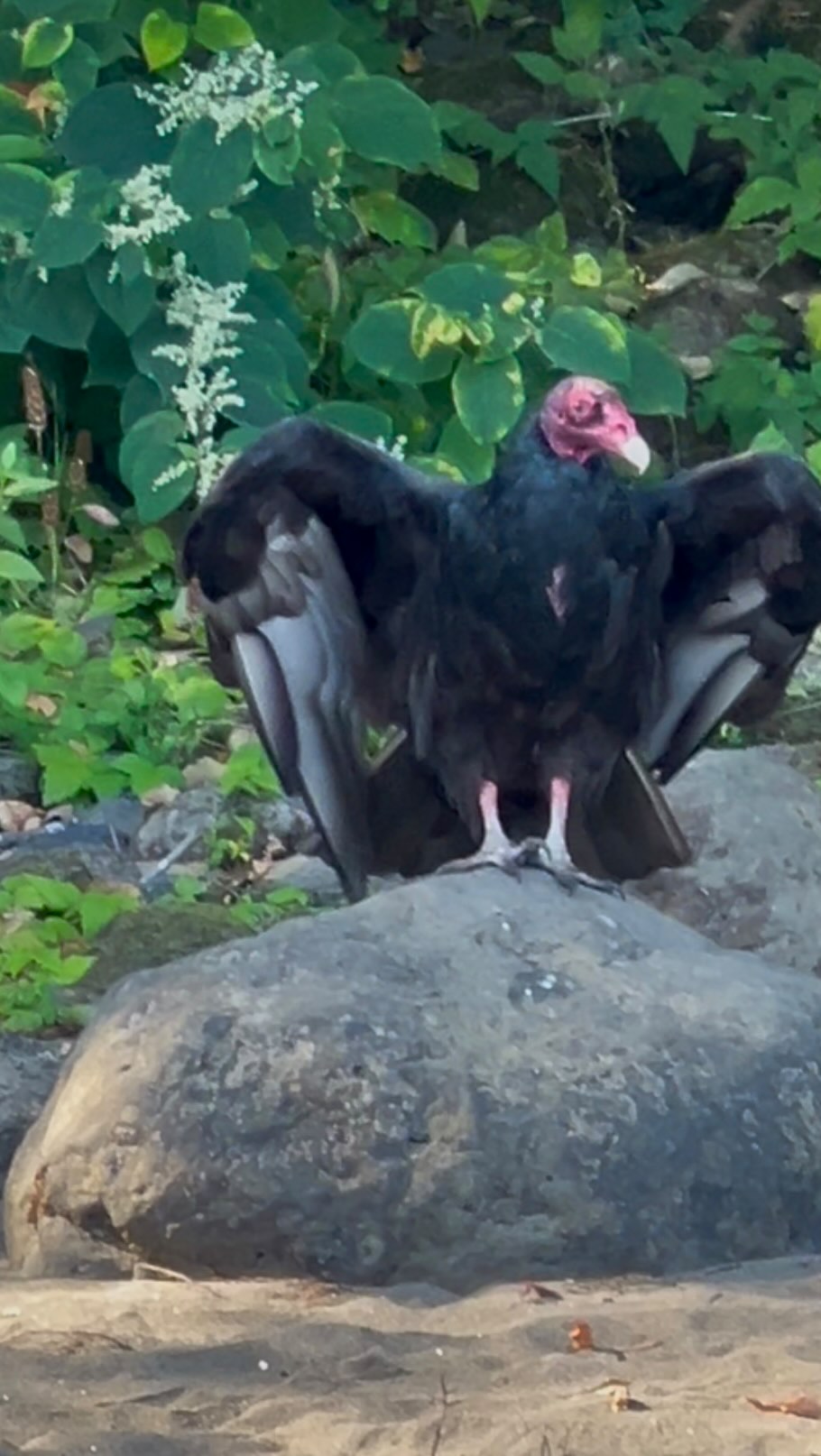 Waste Management
Turkey vultures are vital to the ecosystem as nature’s waste collectors, primarily feeding on carrion, aka dead animals. Their scavenging behavior promotes rapid decomposition, reducing conditions for pathogens and the risk of disease outbreaks.
Their stomach can have a pH level of 0 to 1, which is more corrosive than battery acid. This acid destroys most bacteria, viruses, and toxins, including botulism, anthrax, and rabies. In areas where vulture populations have declined due to habitat loss or poisoning, the decay process can slow, leading to increased harmful bacteria and pests.
Vultures provide a natural service by disposing of carrion without human intervention, maintaining ecosystem balance, and reducing the need for vehicles that transport animal remains. If vultures’ roles were replaced by artificial means, carbon dioxide emissions could rise, worsening climate change. Additionally, as diurnal birds with keen eyesight, vultures allow nocturnal scavengers to feed on carcasses at night, illustrating the intricate dynamics of the food web and the importance of vultures in ecological balance. Be kind to all kind.
#animalitarian