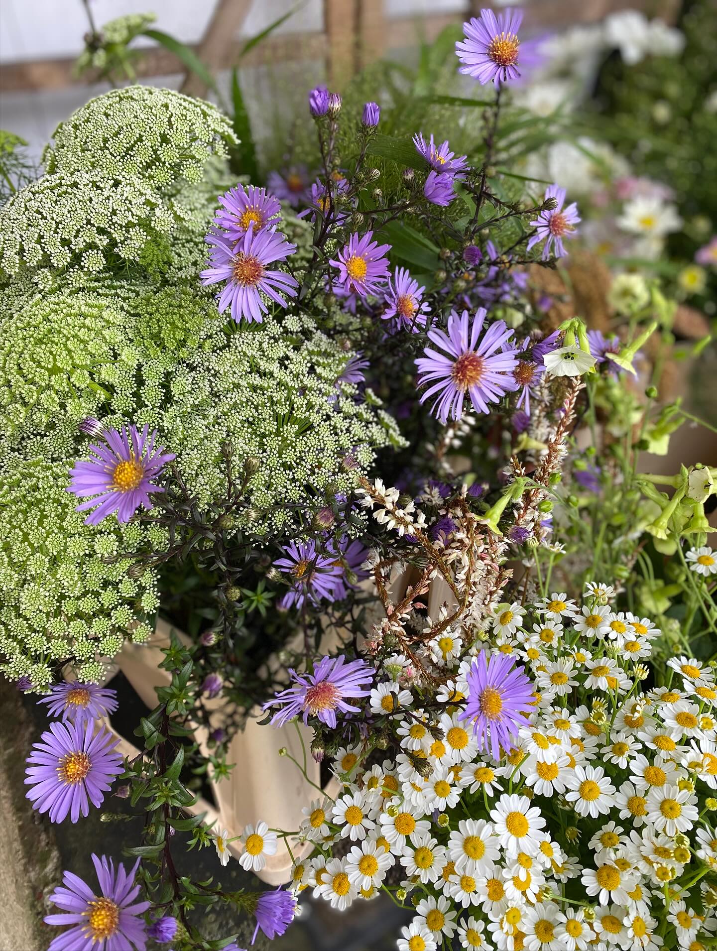 I love that itβs mid-September and there are still new beautiful thjngs starting to flower like the jewels of opar π and the asters π€©
Flowers here from @rivergardenflowers too π