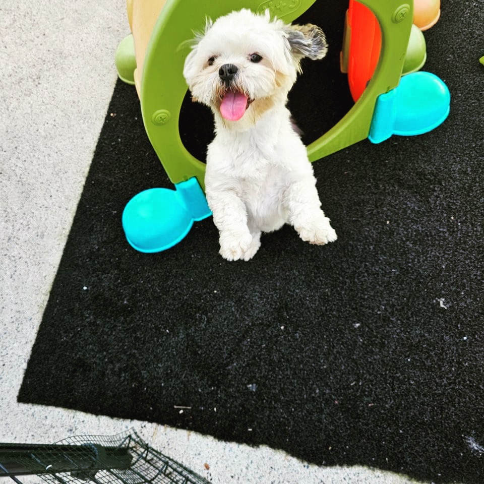 Un moment de joie à la Pension Tchoupi Dog & Cat 🐾 ! Nos petits amis profitent des jeux et de l'espace pour se dépenser en toute sécurité. Chaque séjour est pensé pour le bien-être et le bonheur de vos compagnons 🐶❤️ #toilettage #pensionpourchiens #bienêtreanimal #chiens