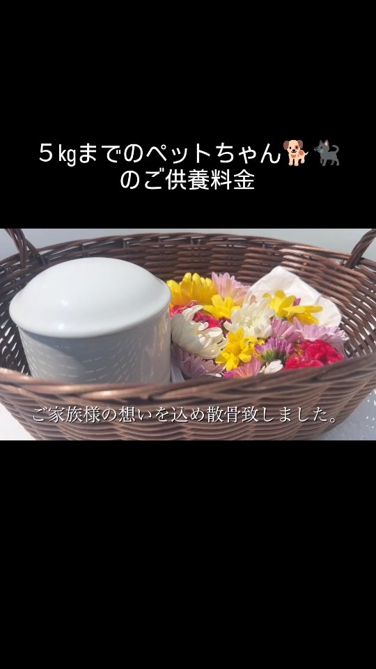 いつか必ず訪れてしまうその時、考えたくはありません。でも可愛い我が子のためしっかりとご準備頂きたいのです。
私共は移動火葬車でお家にお伺いし、ご供養をさせて頂いております。
移動火葬車、訪問火葬について色々な意見をおっしゃる方もおられます。しかし実際にご利用頂いた方の生の声を参考になさってください。
Googleマップのクチコミや弊社ホームページのアンケートを良くご覧ください。
そして納得いくまでご検討ください。
大事な大事な家族のために🍀😌🍀
決して後悔はさせません。
ペットロスにもさせません。
どうぞお任せください。
#訪問火葬#Googleマップクチコミ#出張無料
#大型犬と暮らす#海洋散骨#保護犬を家族に
#タビー君#ペットロスをなくす