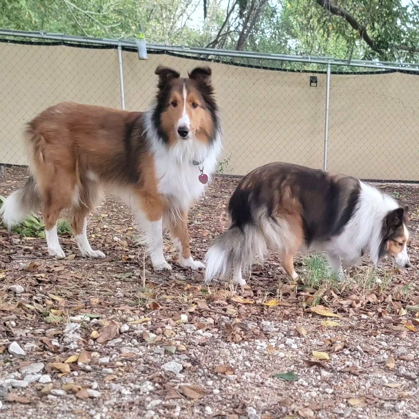 Prince and Lady 🥰