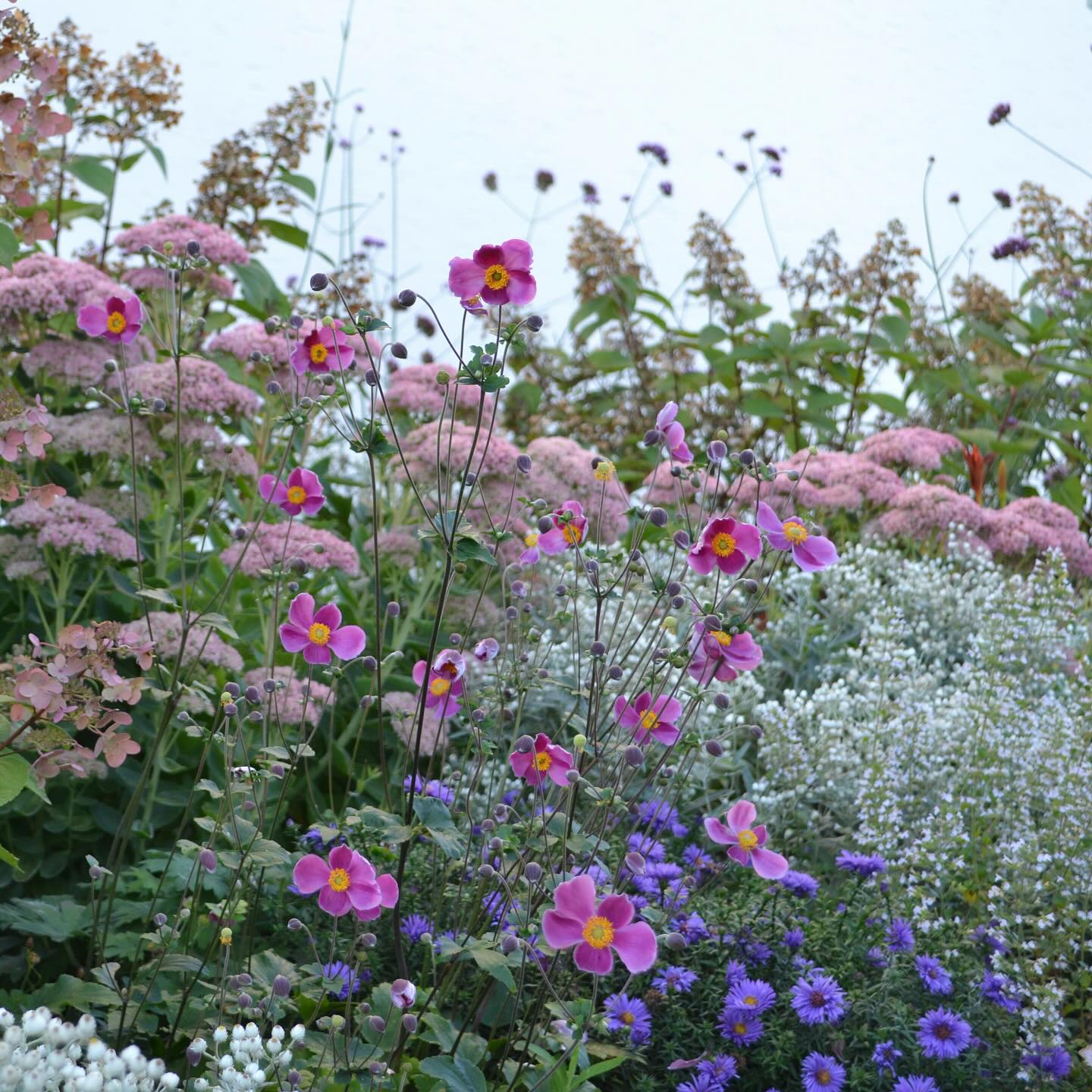 🌸 Farbenfrohes Blütenmeer im Spätsommer – von zarten Astern bis zur Anemone. Diese Kombination bringt Leichtigkeit und Struktur in den Garten und macht Lust, noch länger draussen zu verweilen.
#tollegärten #gartenliebe #staudengarten #naturnah
