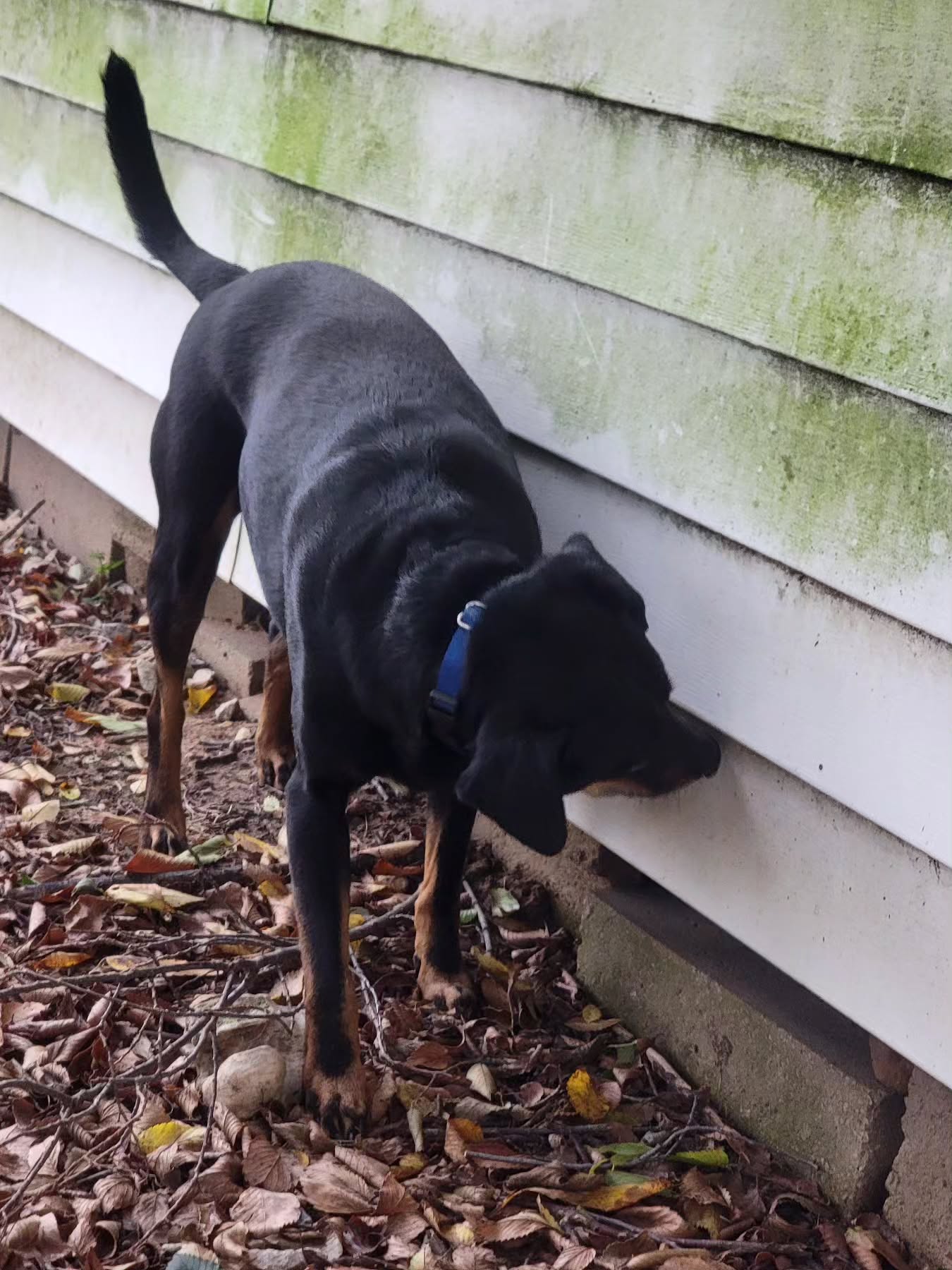 Pancho is excellent at scentwork