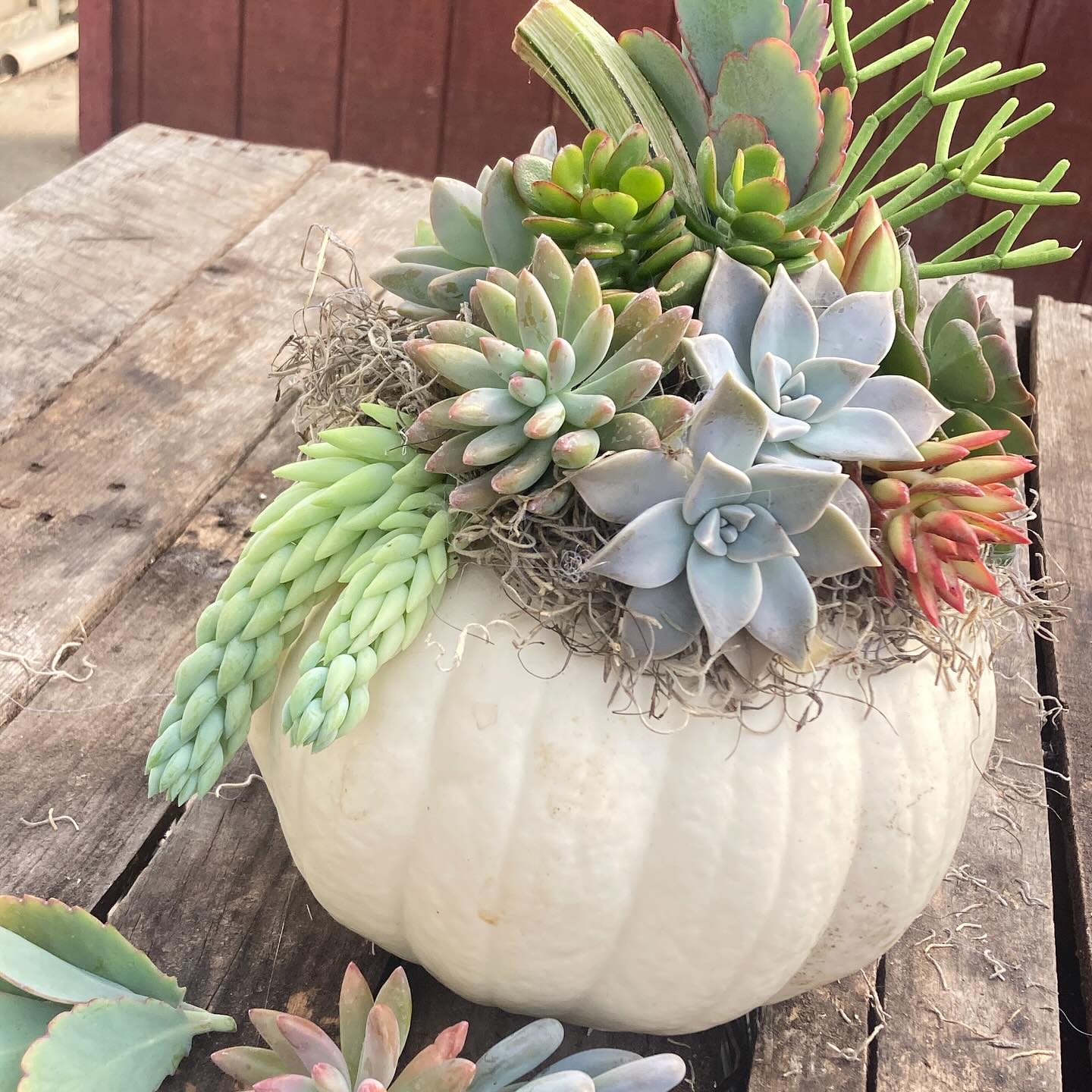 Succulents on pumpkins never disappoint. We’ll be doing workshops again this fall once mum fundraiser season ends. Workshops fill up quickly…let me know in comments if you’re interested.
#roundtreefarmgreenhouse #succulents #pumpkins #southjersey