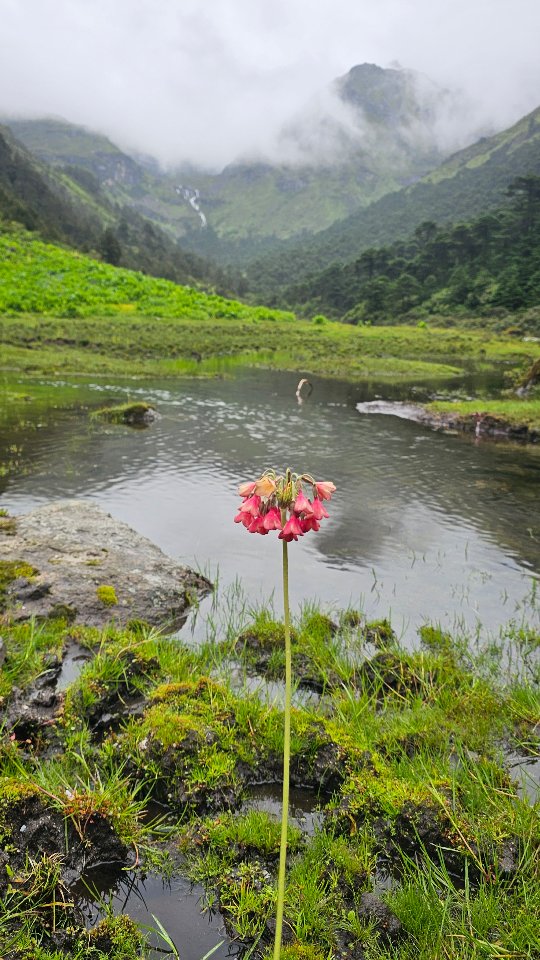 Nestled in the lap of the Himalayas, Tawang is where adventure meets serenity. From snow-kissed peaks and sparkling lakes to ancient monasteries and vibrant culture — every corner here is a story waiting to be lived. 🌄🏞️
Whether you seek thrilling treks, soulful leisure, or pure fun, Tawang has it all. Come, explore the hidden jewel of Arunachal Pradesh and let nature take your breath away. 💙
#Tawang #IncredibleIndia #AdventureAwaits #TravelTawang #ExploreArunachal