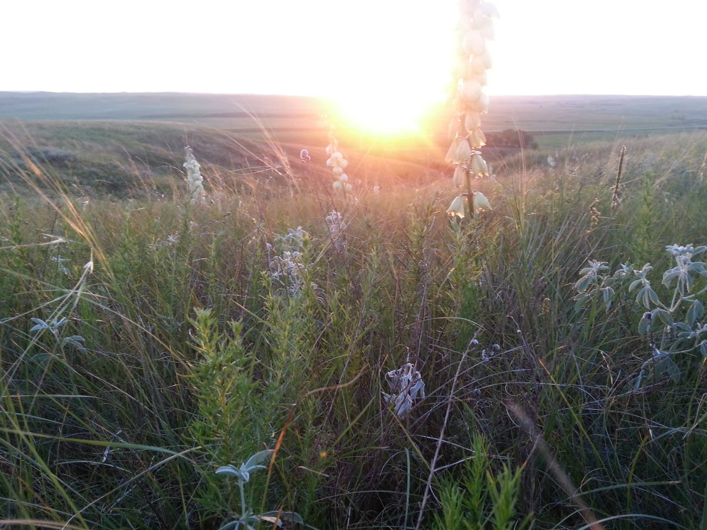 Good morning! Hihanna waste! We are circling back this morning. Reminding our circle and ourselves how we began this journey! We have six children & one takoza. Chemical-laden & store-bought products caused allergic reactions in our youngest children, so in 2017 we began our journey of creating soaps & other herbal products from our Lakota and Dakota traditional plant knowledge & our Lakota belief that everything we touch carries our spiritual medicine.
Our first batch was a sweet grass soap that immediately was healing for our youngest son. Since then we have grown our business to meet the needs of the larger community. We incorporate our traditional medicine plant relatives in what we create & we align our indigenous values of generosity and reciprocity with our business model by offering a gift with every purchase. We reduce the use of plastic bottles by offering shampoo bars as an alternative.
Everything we create is inspired by our Lakota/Dakota homelands, our traditional stories and songs, our children and families and our love for our people.
We believe in Sharing the Good Medicine. Now more than ever.
https://www.haipazazaphezuta.com/
#ShareTheGoodMedicine
#Lakota
#Dakota
#OchetiSakowin
#MedicineSoaps
#Indigenous
#indigenousowned
#StandingRock
#shampoobars
#herbalmedicine
#firstmedicines
#tradition
#sage
#sweetgrass
#goodhealth
#Wellness
#bearroot
#osharoot
#lavender
#hotprocesssoaps
#IndigenousOwned
#NativeMade
#SupportIndigenousBusinesses
#IndigenousBeauty
#TraditionalHealing
#CulturalRoots
#AncestralWisdom
#IndigenousWellness
#SacredSelfCare
#LandBasedHealing