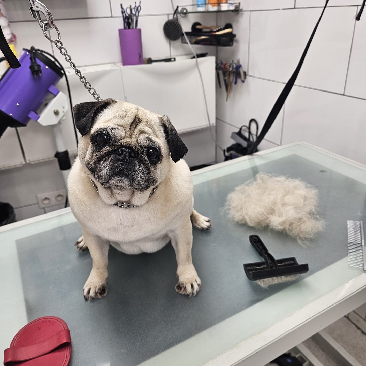 Une journée beauté pour nos amis à quatre pattes 🐶✂️ ! Entre coupes, brossages et soins, ils repartent tout beaux et heureux ❤️ #toilettage #chienschics #soinscanins