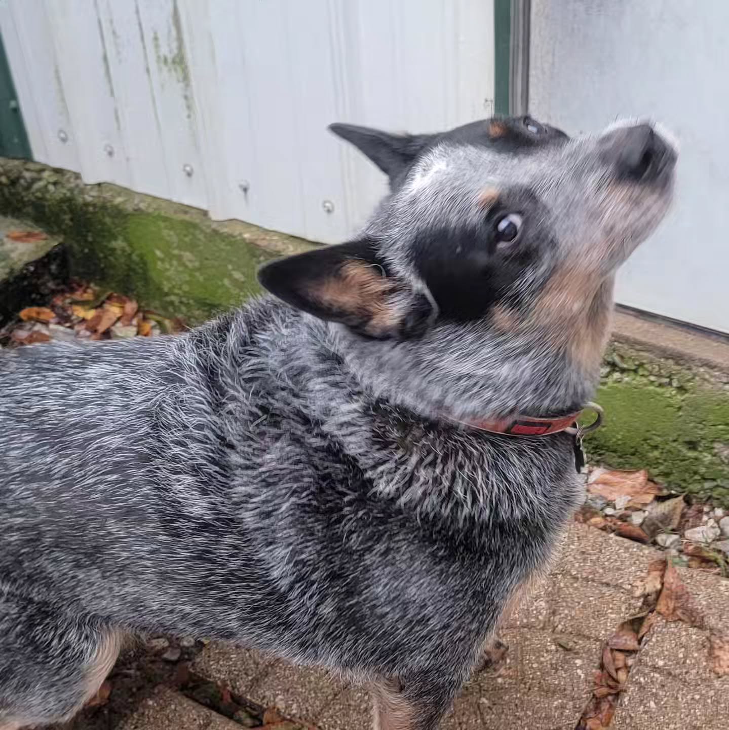 Heeler side eye