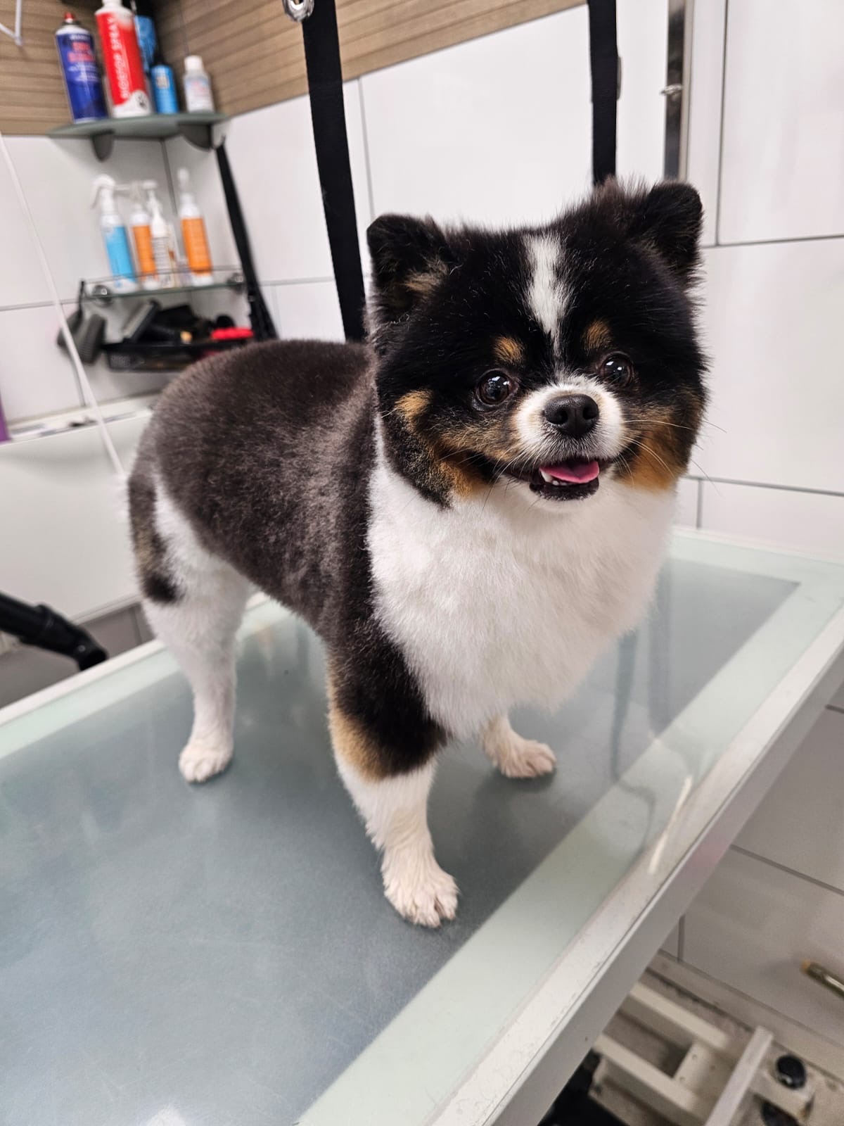 Loki vient de passer un toilettage complet chez Tchoupi Dog & Cat ! Bain, brossage et coupe parfaite Il est prêt à montrer sa nouvelle coupe à tout le monde ! 🐶#toilettagechien #toilettage #toilettagecanin
