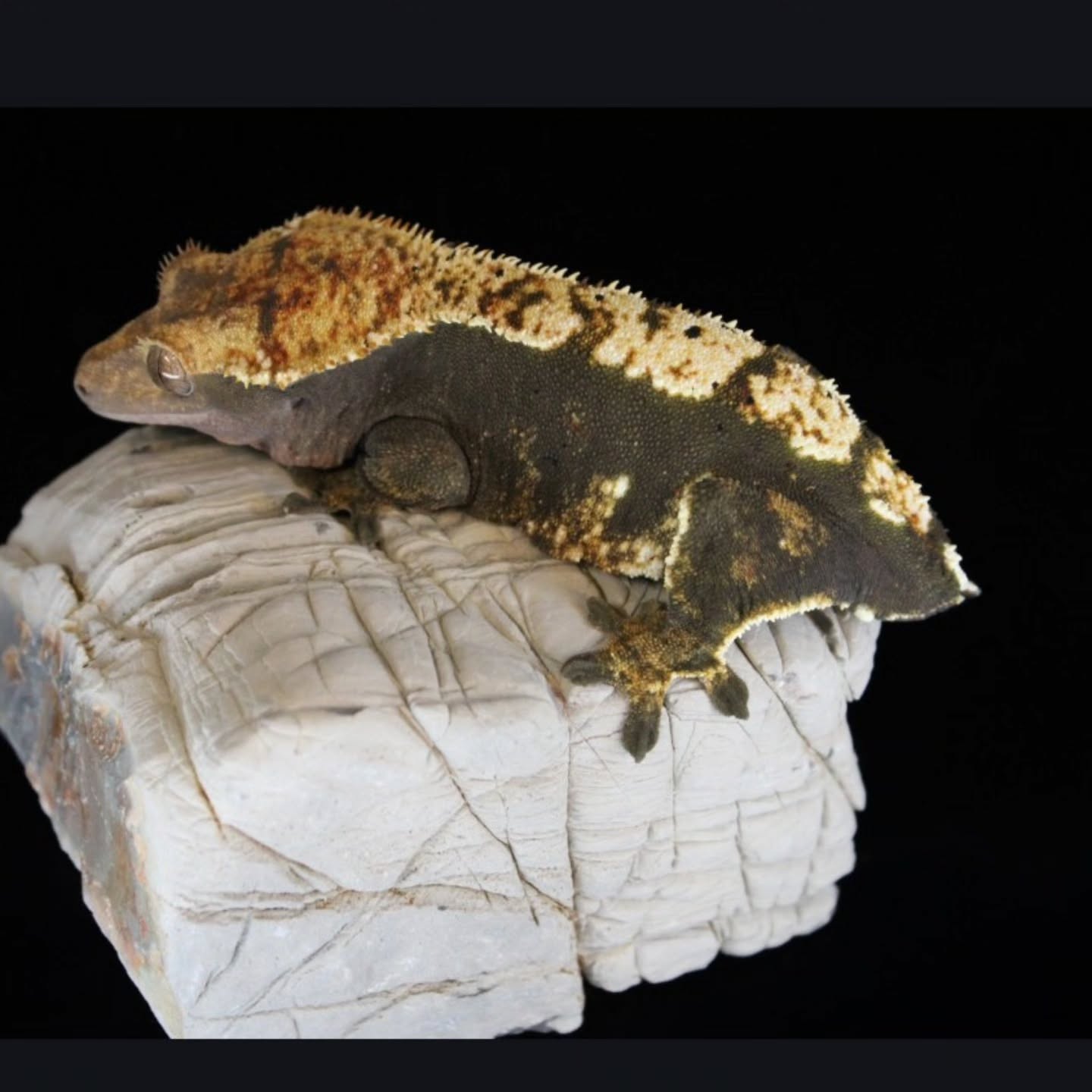 Our CoCo girl she's a chonk and we love her! She definitely thinks she's the center of attention when we go live! #crestedgeckosofinstagram #crestedgeckos #crestedgecko #geckosofig #gecko #geckos #reptilelover #reptiles #reptilesofinsta #petlovers #petsagram