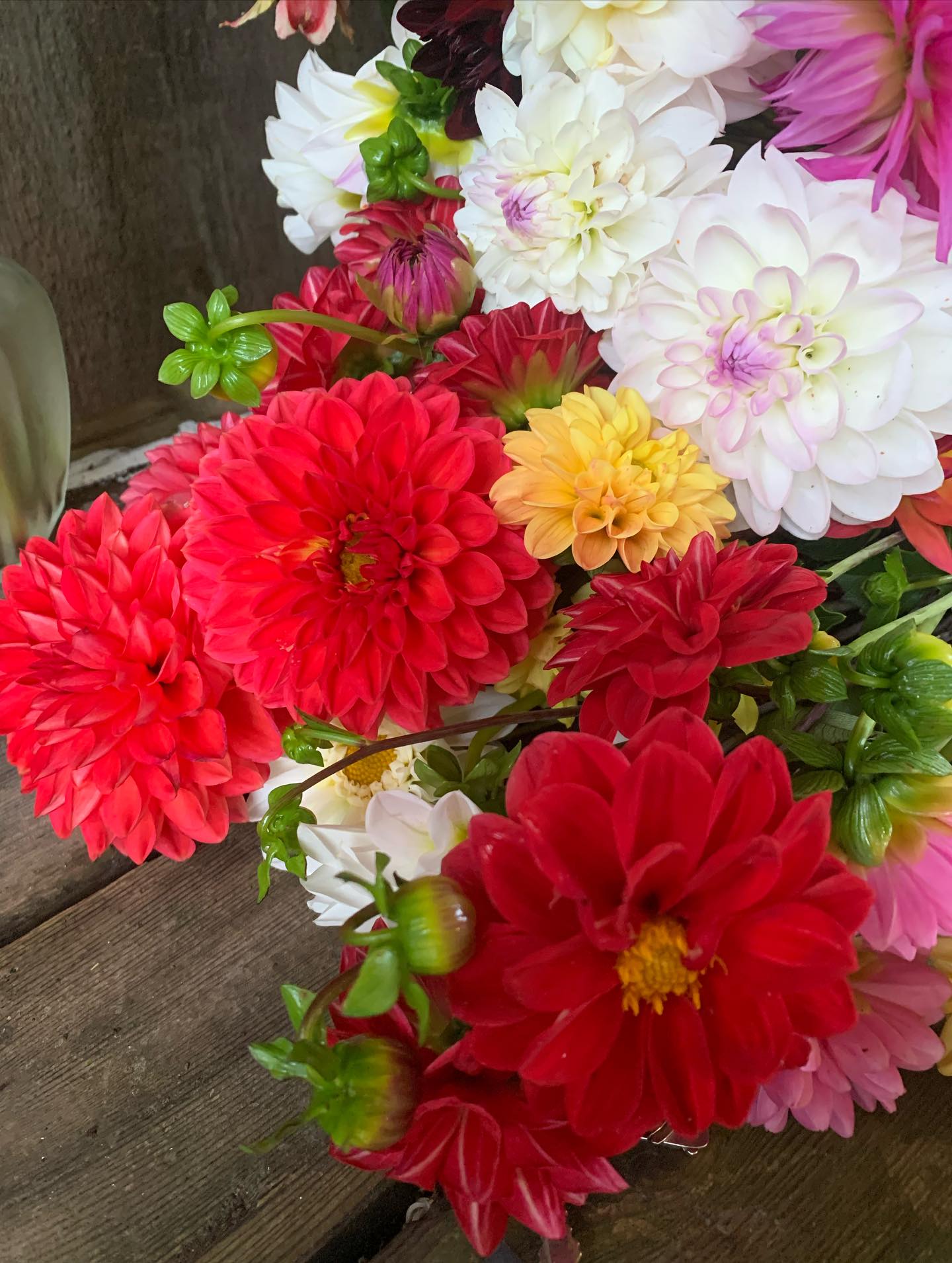 The colours are gorgeous. The picking baskets are simply beautiful. To sum up the flowers here at The Garden this fall in one word: breathtaking.
The farm stand is still open and we are still harvesting daily. Farm fresh flowers are ready for you!
Have you seen a flower farm this year?
#Thegardeninharrington #harringtonontario #tavistockontario #tavistockontarioflowers #harringtonontarioflowers #embroontario #embroontarioflowers #embroontarioflowerdelivery #tavistockontarioflowerdelivery #thamesfordontario #lakesideontario #stmarysontario #stmarysontarioflowers #stmarysontarioflowerdelivery #woodstockontario #woodstockontarioflowers #woodstockontarioflowerdelivery #hicksonontario #flowerfarm #canadianflowerfarmer #ontarioflowerfarm #ontarioflowerfarmer #oxfordcounty #perthcounty #stratfordontario #stratfordontarioflowers #stratfordontarioflowerdelivery #freshflowers #haveyouseenaflowerfarmyet
