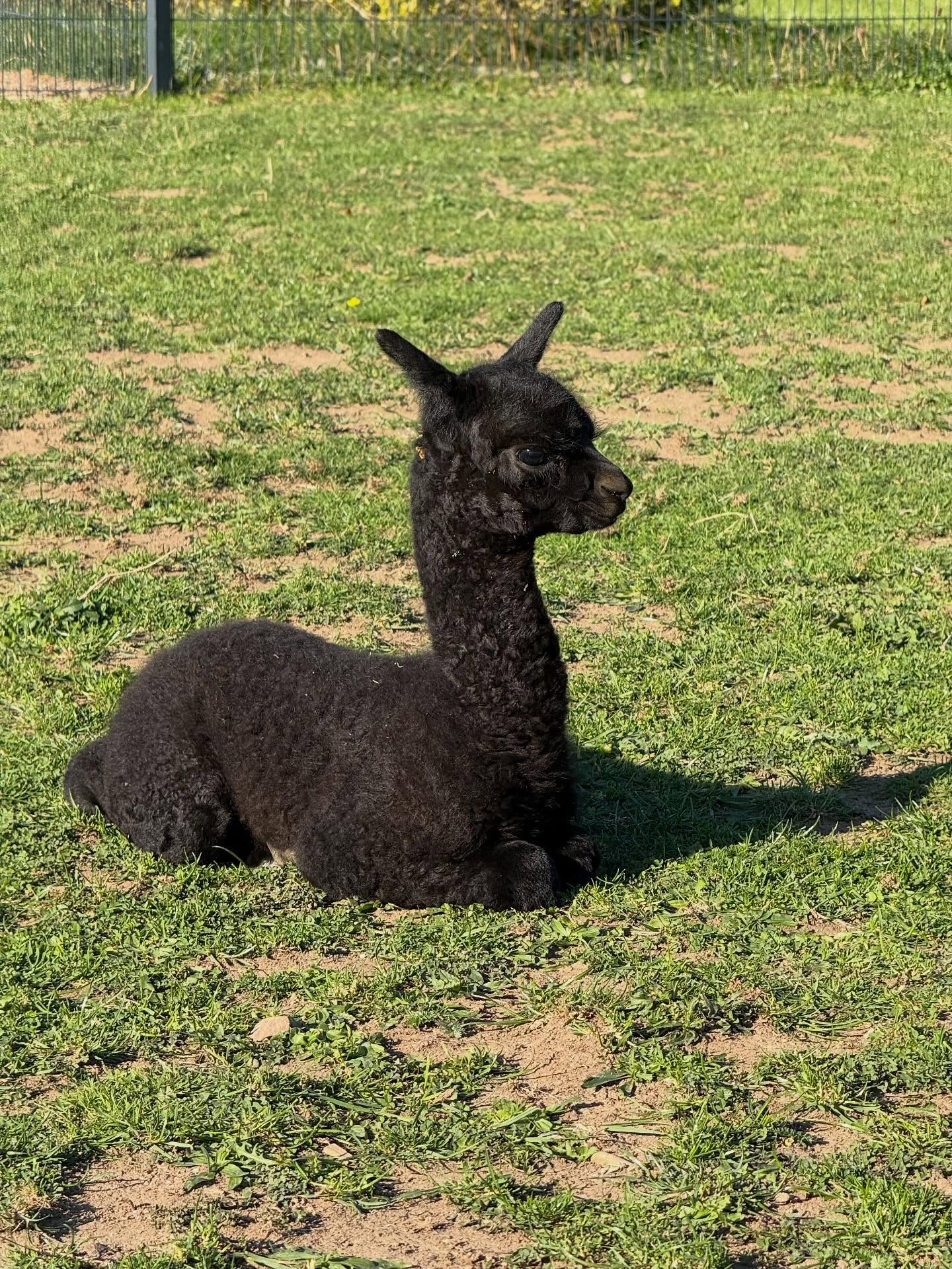Herzlich Willkommen kleiner Ennox! Wir möchten euch unseren REIN Ennox vorstellen. Er ist am 17.09.25 geboren und ist von unserer Stute AGLA Everest und unserem Hengst TR BB Kings Jocker. Wir freuen uns auf dich❤️