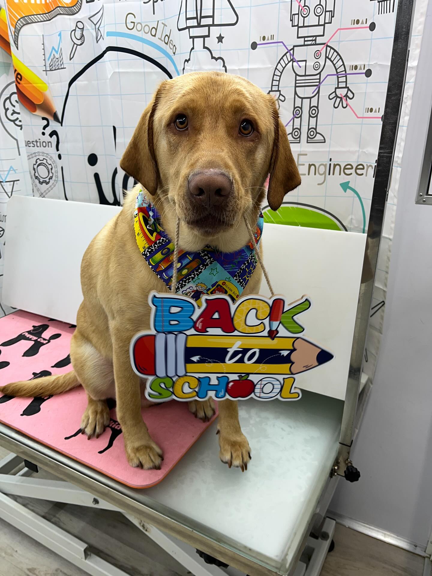 #dawnofdeshed #mobilegrooming #njgroomer #trending #bathtime #fyp #dogs #dawnofdeshed #mobilegrooming #monmouthcountynj #dogsofmonmouthcountynj