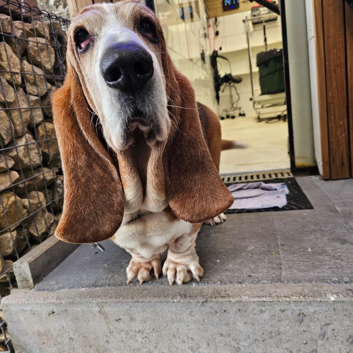 Voici Hector après un toilettage complet chez Tchoupi Dog & Cat ! Bain, brossage, coupe et soins des griffes. Prêt pour toutes ses aventures ! 🐾#toilettagechien #toilettage #toilettagecanin