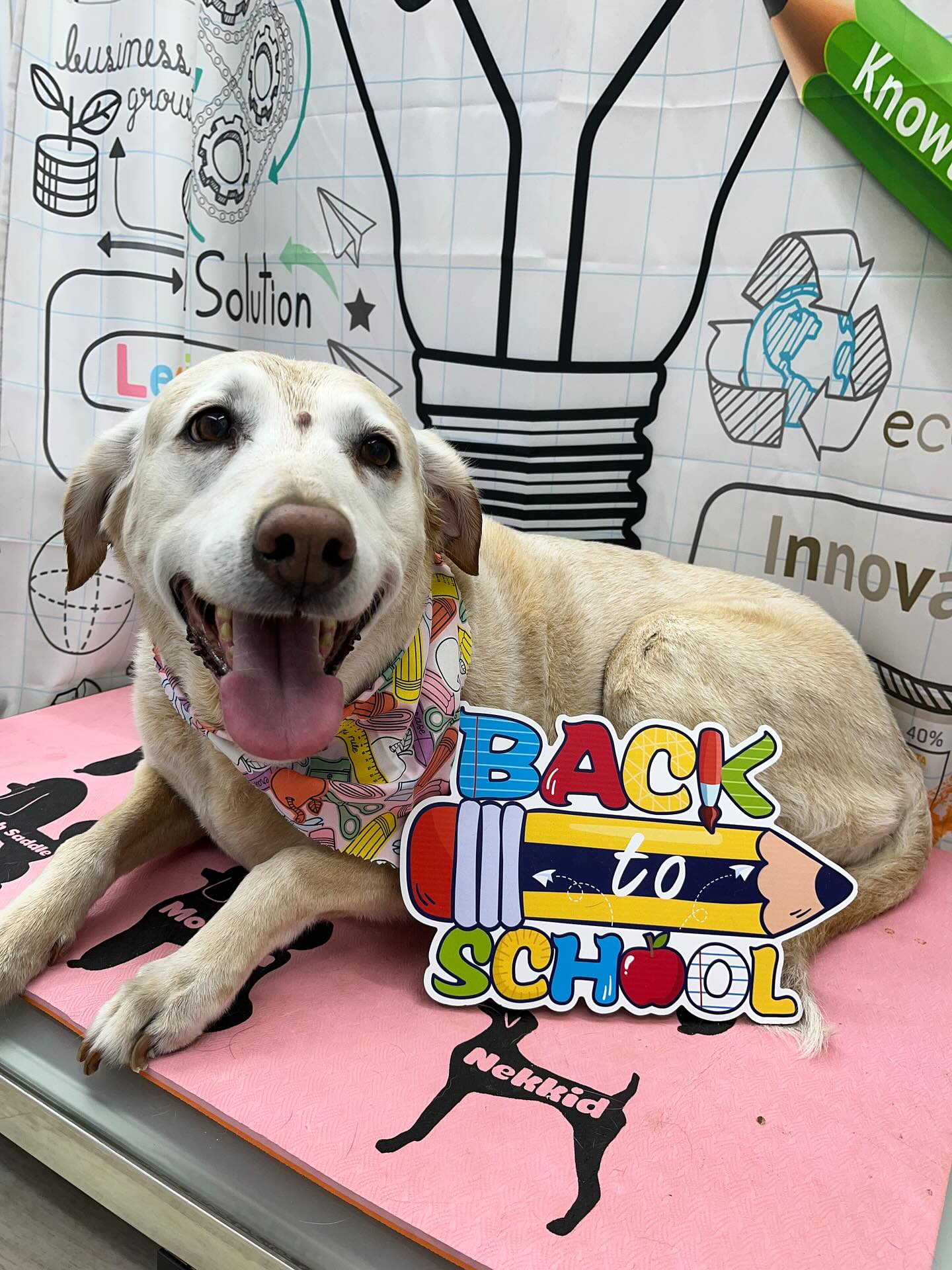 #dawnofdeshed #mobilegrooming #njgroomer #trending #bathtime #fyp #dogs #dawnofdeshed #mobilegrooming #monmouthcountynj #dogsofmonmouthcountynj