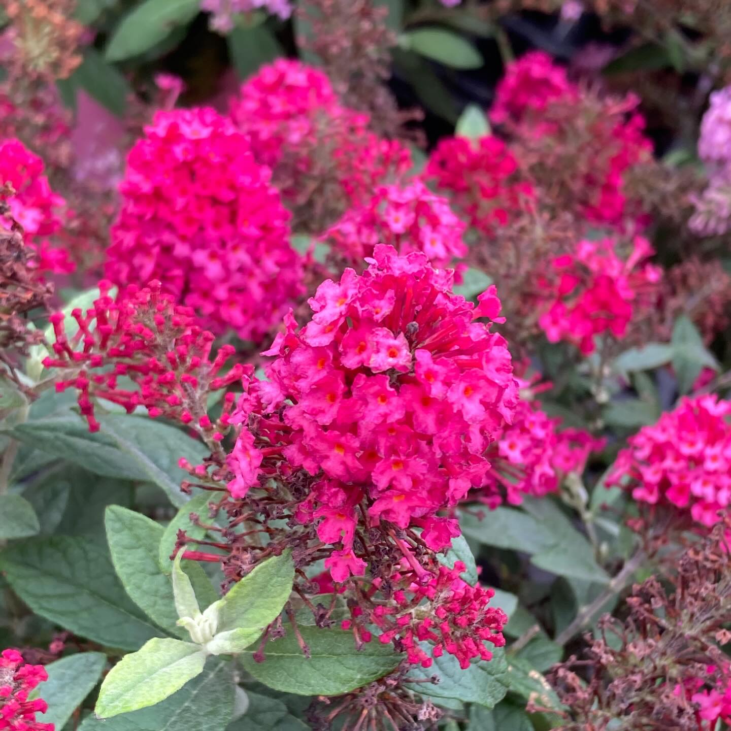 Plant Butterfly bushes now, the butterflies will thank you next season!
#roundtreefarmgreenhouse #perennials #butterflybush #butterfly