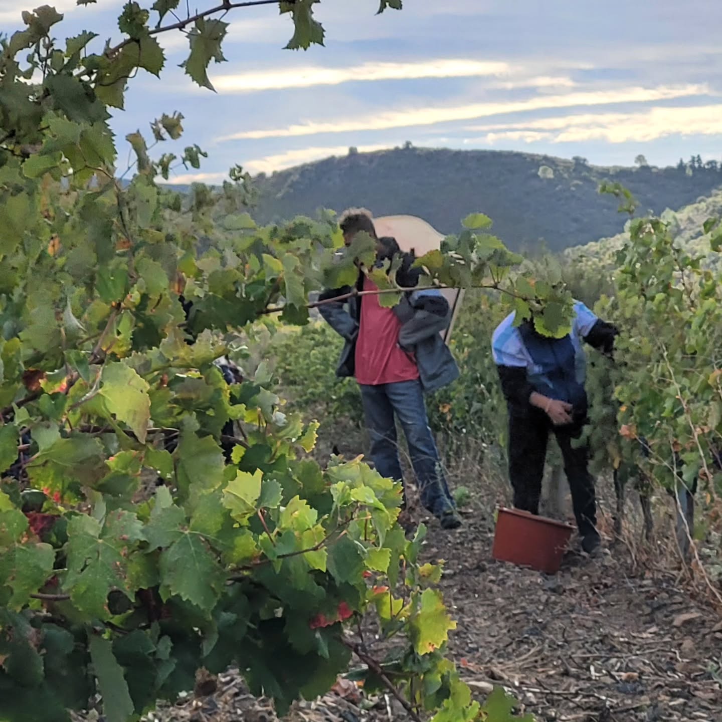 La der ce jour pour les vendanges 2025, Mourvèdre au lieu dit La Fount!
#domainelatoupie #vendangesmanuelles #vinsduroussillon #roussillonwines #vinsdeschistes #vendanges