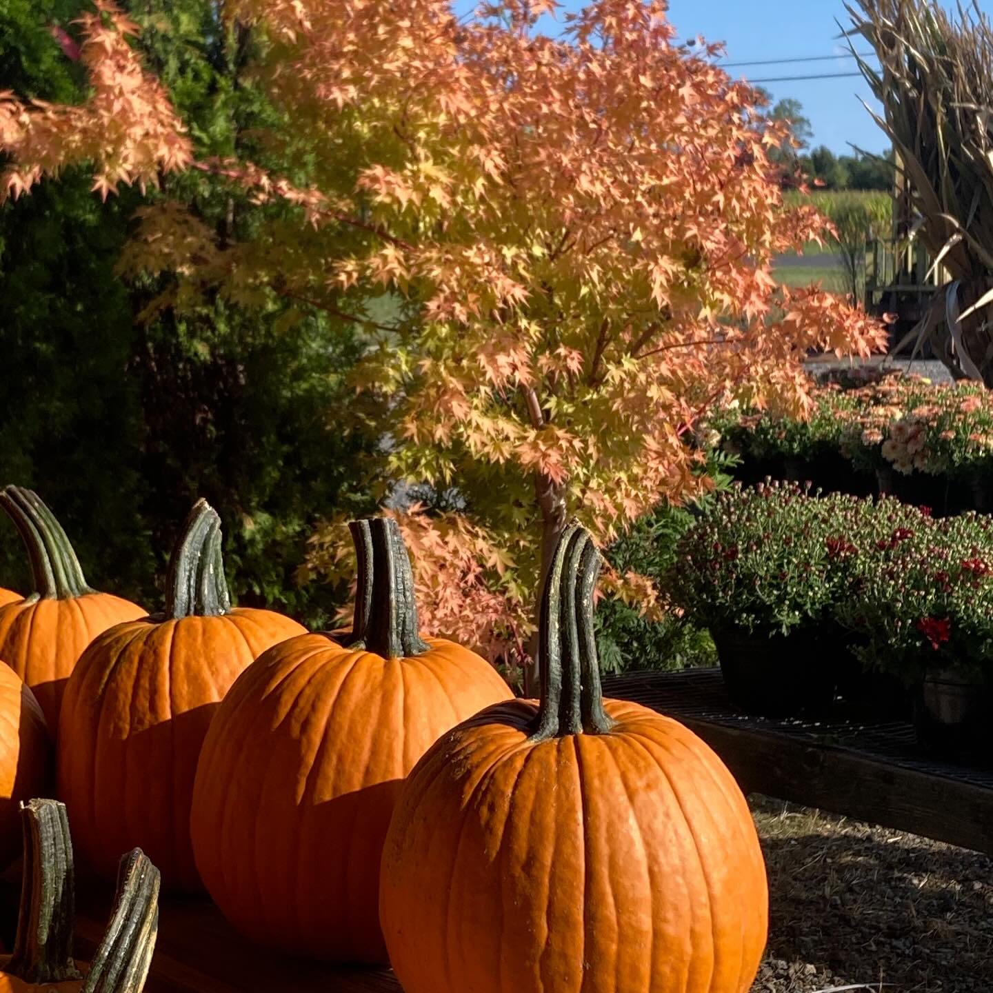 It’s been said that “Orange is the color of the creative mind”…who knows if it’s true but I kinda like it.. Enjoying fall colors today…
#roundtreefarmgreenhouse #fall #pumpkins #japanesemaple #sangukaku
