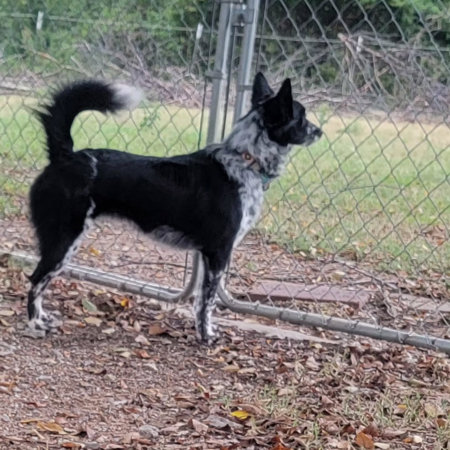 Surveying the weaner goats
