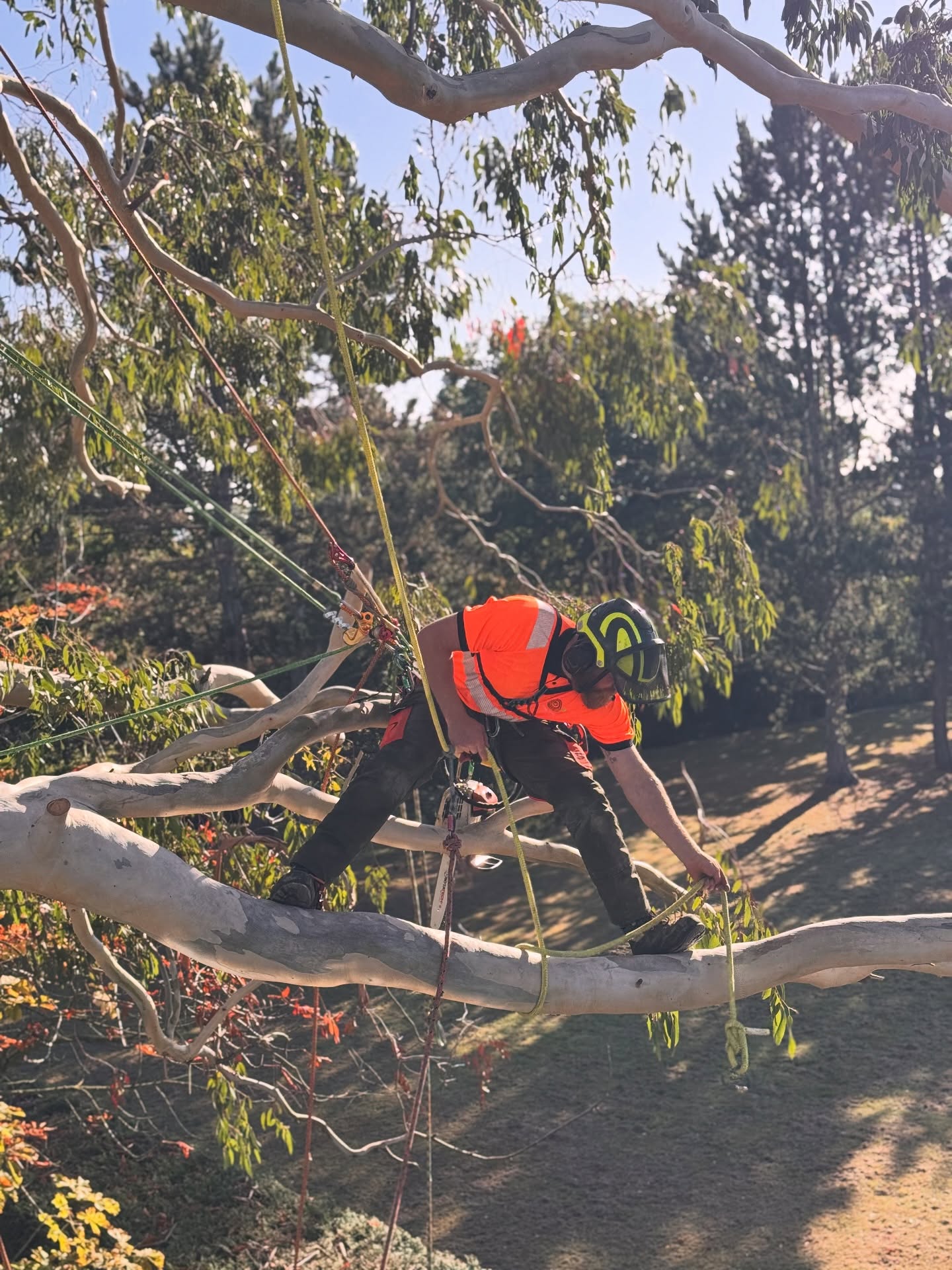 Every time I get to climb amazing trees like this #eucalyptus, with incredible weather like this, it makes me laugh as I can’t believe that I get paid to do this stuff. Many people’s offices are sitting looking at a computer all day, this is my office. I don’t think you can beat it! #arborist #treesurgeon #autumn #tree #weather