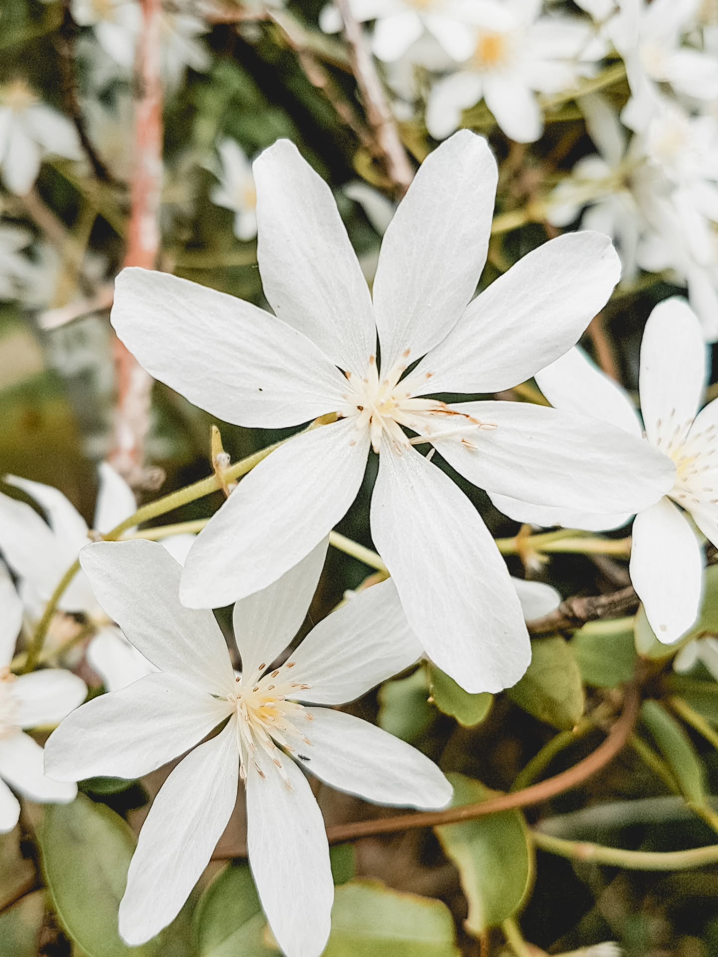 ✨️ Flower of the skies ✨️
Aptly named by Maori for their climbing nature through the forest canopy, and one of the first signs that spring has arrived in New Zealand. It also signals that it's time to plant your kūmura!
Puawhānanga / Clematis paniculata is in full bloom around Coromandel at the moment. I can often only see it from a distance, and we've got some growing in the canopy around home.
But these particular flowers were #seenonmyrun, closer to the ground. So delicate and pretty, I think I need to plant more around home to appreciate them up close every year.
These are up there with my favourite Aotearoa natives, but when I start really thinking about it, we do have quite an array of absolute beauties!
Keen to know - what's your favourite New Zealand native flower?? 🇳🇿 🌼🌿
#newzealandnatives #seenonmyhike #clematis #springnz #nativeflowers #nativenz #nativeplantsnz