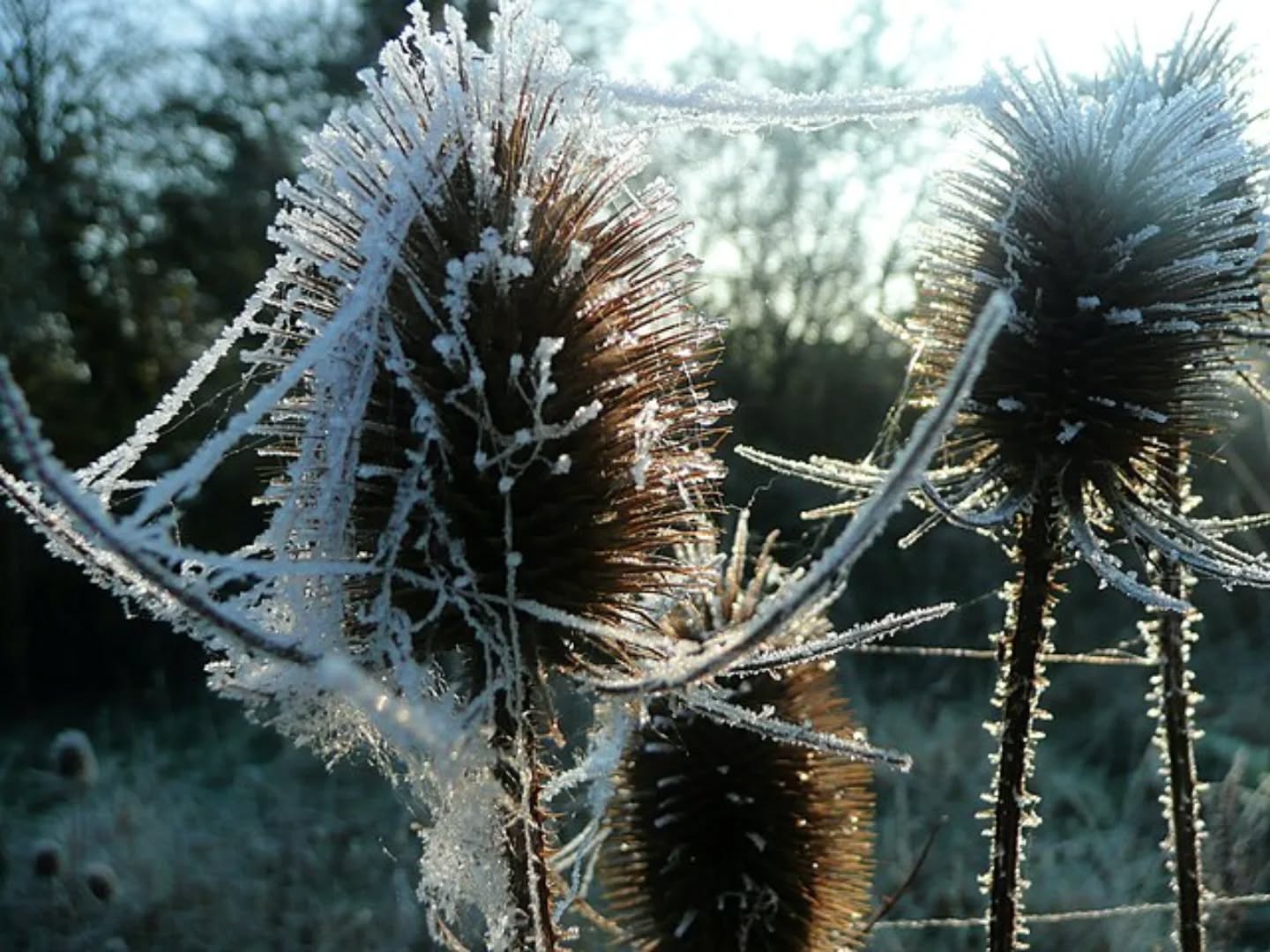 Preparing your garden for autumn and winter doesn’t have to mean cutting everything back. With a few simple steps, you can keep your garden looking beautiful and create a haven for wildlife through the colder months.
Here are some ideas to try:
Leave seedheads for structure and food for birds
Create leaf piles or log stacks for shelter
Plant dogwoods, holly, or winter-flowering shrubs for colour
Keep feeders and water bowls topped up
Add soft lighting to enjoy the garden after dark
Plant bulbs now for a spring surprise
A little preparation now means your garden will stay full of life, colour, and interest all winter long.
Read the full guide on the blog — link in bio.
#ukgardens #autumngarden #wintergarden #wildlifegarden #gardendesignuk #gardeningtips #gardenideasuk #wildlifefriendly