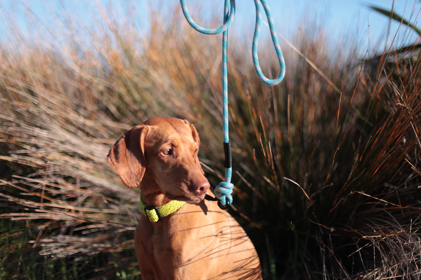 Blue Whiz 💙
One of our new colours !!