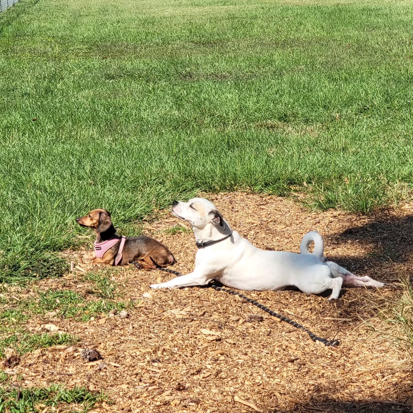 Dobie and his little sister Betty love to soak up the sun 🌞
#dog #dogs #dostagram #dogsofinstagram #pup #puppy #pupper #doggo #puppylove #doglove #doglover #doggie #doglife #puppylife #dogsofinsta #puppiesofinstagram #dogsofsavannah #dogoftheday #pets #doglife #dogtraining #dogboarding #dogsitting #petcare #savannah