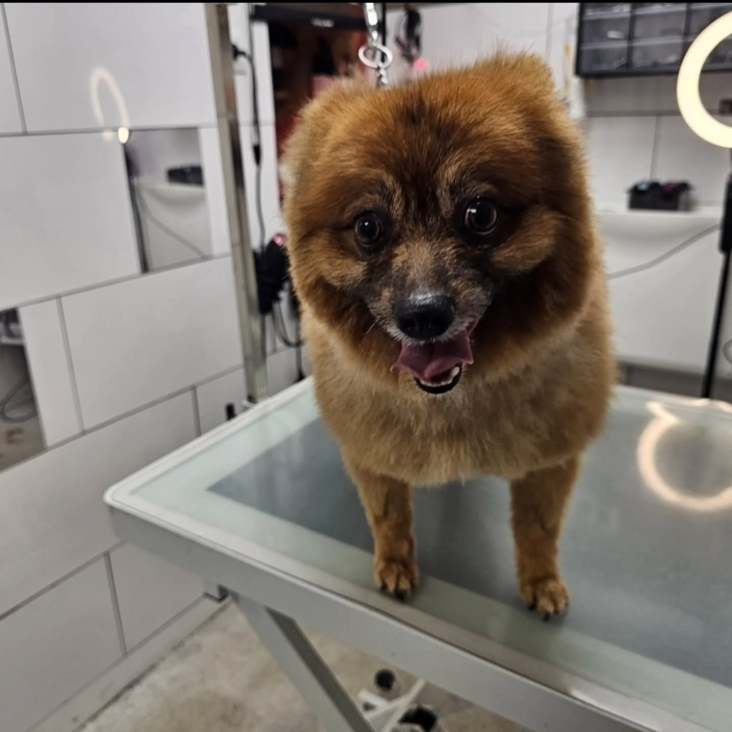 Toilettage complet pour Kenzo ❤️
#toilettagechien #toilettagecanin #toilettage #chien