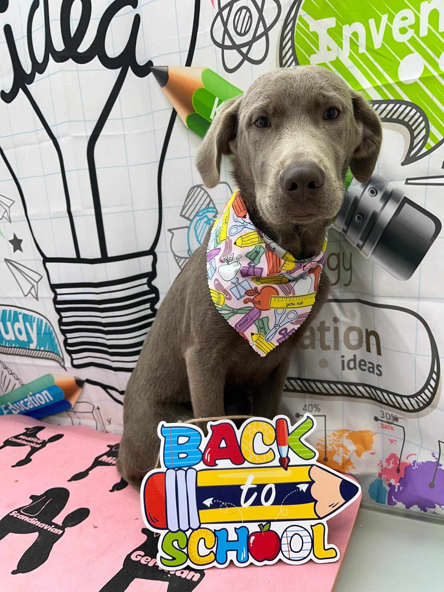 #dawnofdeshed #mobilegrooming #njgroomer #trending #bathtime #fyp #dogs #dawnofdeshed #mobilegrooming #monmouthcountynj #dogsofmonmouthcountynj