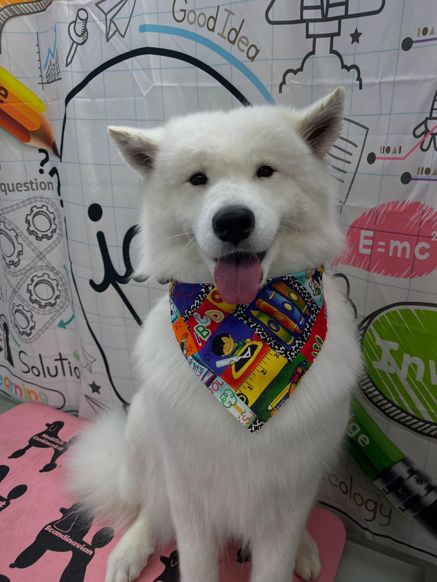 #dawnofdeshed #mobilegrooming #njgroomer #trending #bathtime #fyp #dogs #dawnofdeshed #mobilegrooming #monmouthcountynj #dogsofmonmouthcountynj