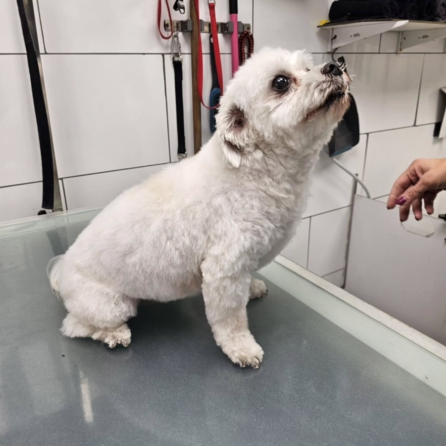 Toilettage complet pour Mila 🐕
#toilettagechien #toilettagecanin #toilettage #chien